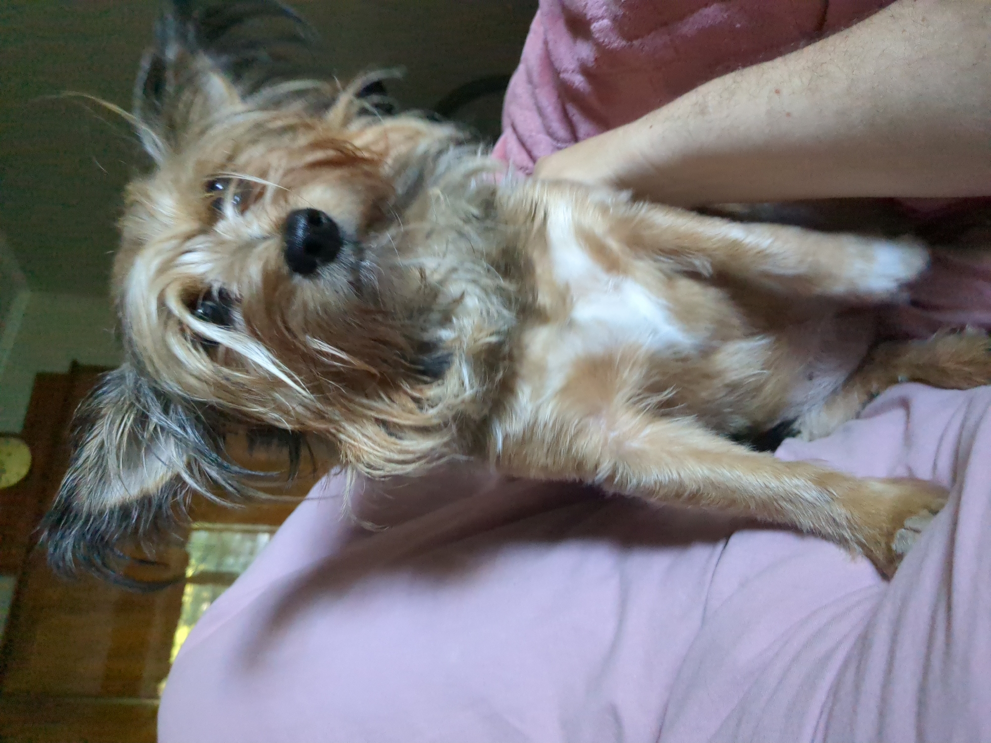 A tan-and-white Yorkshire Terrier is being held by a person's arm, which is visible on the right side of the frame. The dog is positioned facing forward, with its head tilted slightly. Its ears are perked up, and its eyes are looking towards the viewer. The dog has a shaggy coat with lighter tan fur on its face, chest, and paws, and darker tan fur on its back. The person's arm is covered in light brown hair. The dog is resting against a person's body, which is covered in a soft, pink fabric. The background is out of focus and appears to be an indoor setting with a window to the left, showing some greenery outside and a wooden structure. The scene is captured in a close-up shot. The image is not located in Boryspil, Ukraine.