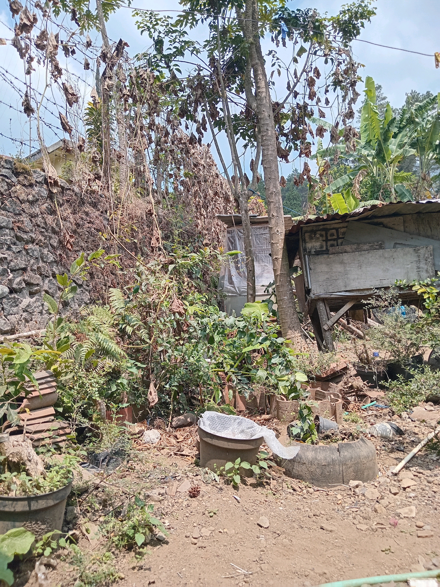 The image depicts a cluttered outdoor scene with a focus on a small, dilapidated structure and surrounding vegetation. A stone wall runs along the left side of the frame, overgrown with dry vines and dead leaves. Above the wall, barbed wire is visible against a bright blue sky. Several trees with sparse foliage are present, with one particularly large tree trunk dominating the center. To the right of the trees is a small, weathered wooden shed with a corrugated metal roof, supported by angled wooden beams. The shed has openings covered with translucent plastic sheeting and appears to be in disrepair.
The ground in front of the shed is covered with loose soil, rocks, and debris. Scattered among the vegetation are various objects, including a large black tire, a grey bucket with a plastic sheet draped over it, and what appear to be stacked terracotta roof tiles. Several potted plants and dense green foliage are visible, suggesting an attempt at gardening despite the overall disarray. In the background, lush green banana trees and other dense vegetation are visible, indicating a tropical or subtropical environment. The scene conveys a sense of neglect and a rural or semi-rural setting, possibly a backyard or a communal area. The specific location in Claket, Indonesia, suggests a warm climate with abundant plant life. No people are present in the image.