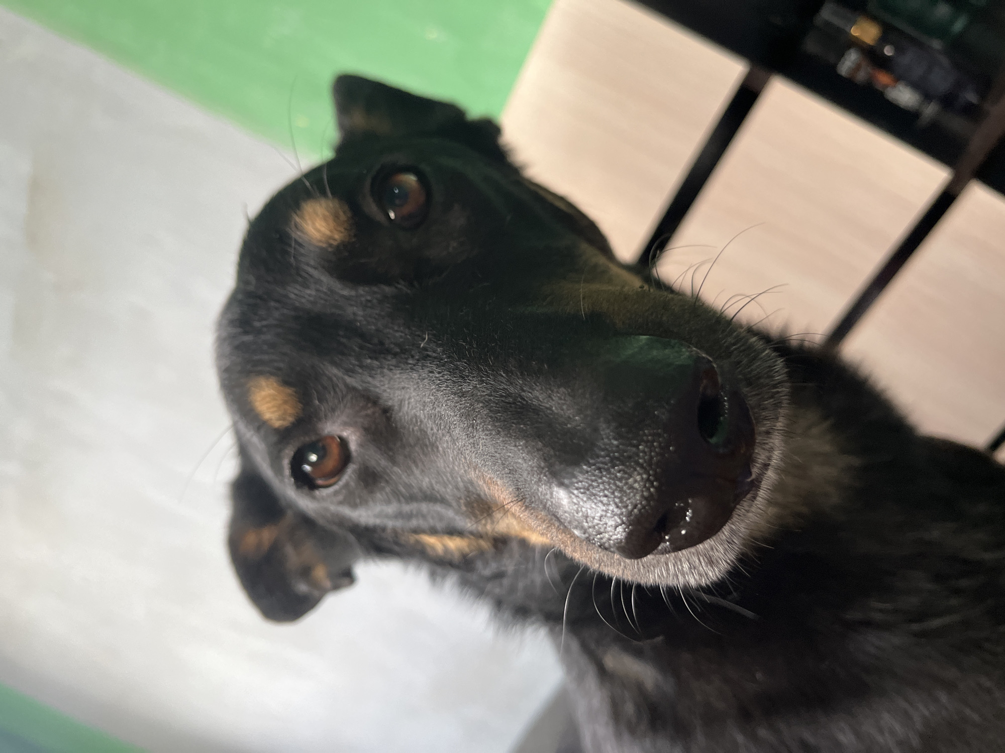 The image is a close-up, low-angle shot of a black and tan dog. The dog's head is angled slightly to the right, with its nose prominently featured in the foreground. The dog has expressive brown eyes, prominent whiskers, and alert ears. The background is out of focus and appears to be an indoor setting with a wall that is partially white and partially green, and what looks like wooden furniture. There is no discernible indication of the city of Nizhny Tagil, Russia, or any other specific location. The image is focused on the dog, with minimal contextual information about its surroundings.