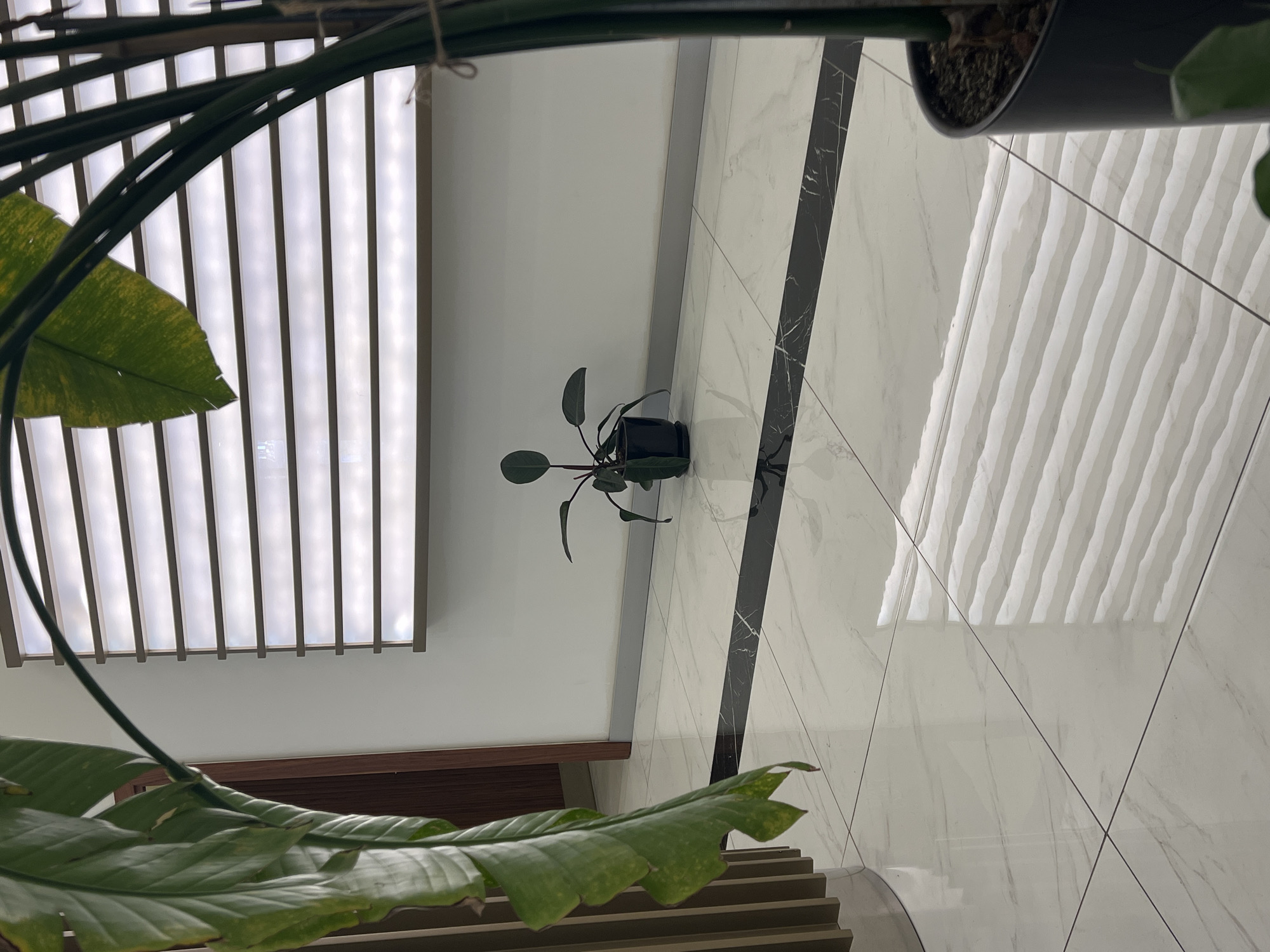 An indoor scene, possibly a hallway or lobby, is depicted with a polished marble floor. A dark stripe runs horizontally across the floor, dividing it visually. In the mid-ground, a small potted plant with dark green leaves sits on the floor in front of a white wall. Above the plant, a large, horizontally oriented window or partition with horizontal slats is visible, illuminated from behind. In the foreground and right side of the image, a large plant with broad green leaves is partially visible, with its trunk tied with twine. The overall lighting suggests an indoor environment, possibly during daylight hours. The specific location in Batumi, Georgia cannot be determined from the visual information provided.