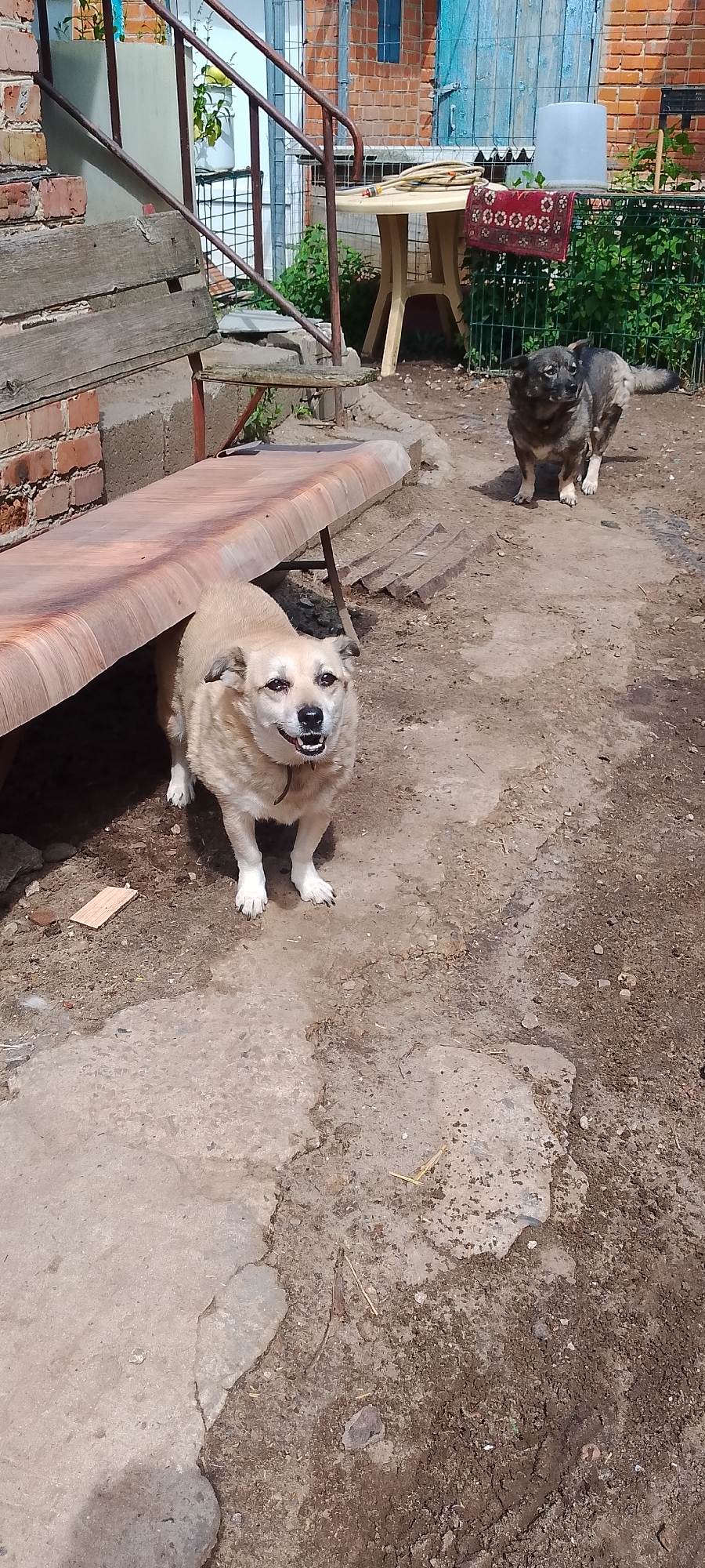This is a horizontal, eye-level, full-shot photograph taken outdoors in Belgorod, Russia, on a sunny day. The foreground features a light-brown dog with white paws standing under a wooden bench. The dog is facing the camera with its mouth slightly open, panting. Behind the bench, further in the background, a darker gray dog stands on the dirt ground. The environment appears to be a backyard or courtyard, with a brick building visible in the upper left corner. There are also elements of rustic furniture, including a table with a rug hanging on it and some gardening implements. The ground is a mix of concrete and dirt.