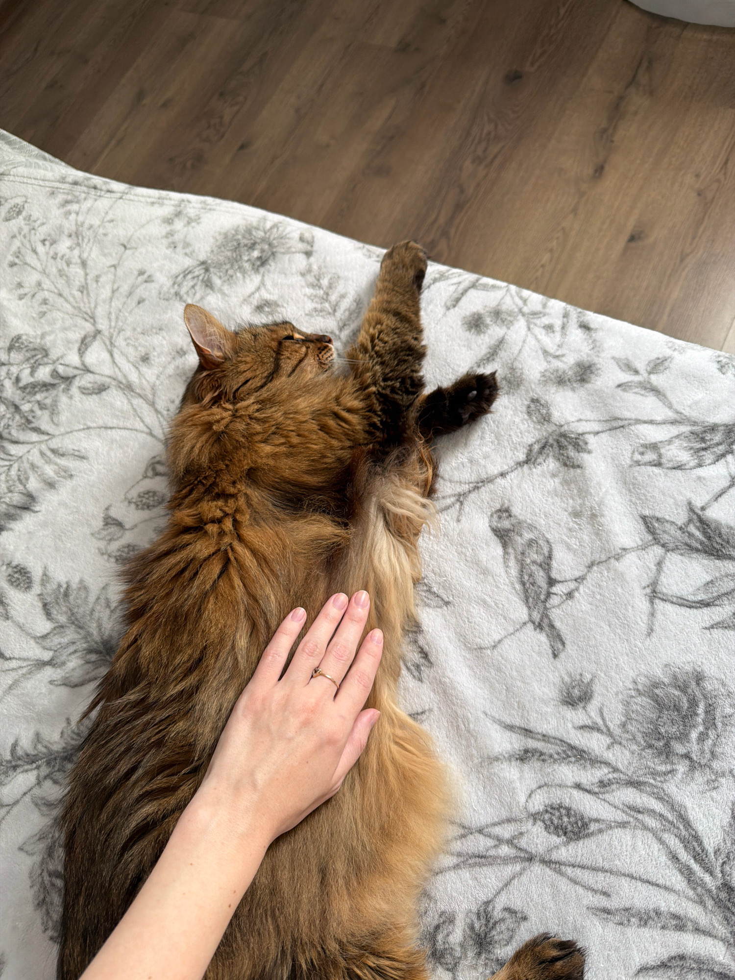 The image shows a long-haired brown cat lying on a patterned blanket. A human hand with a ring is resting on the cat's back. The background consists of wooden flooring. The scene is set indoors, with no specific landmarks visible to pinpoint a location within Kyiv, Ukraine.