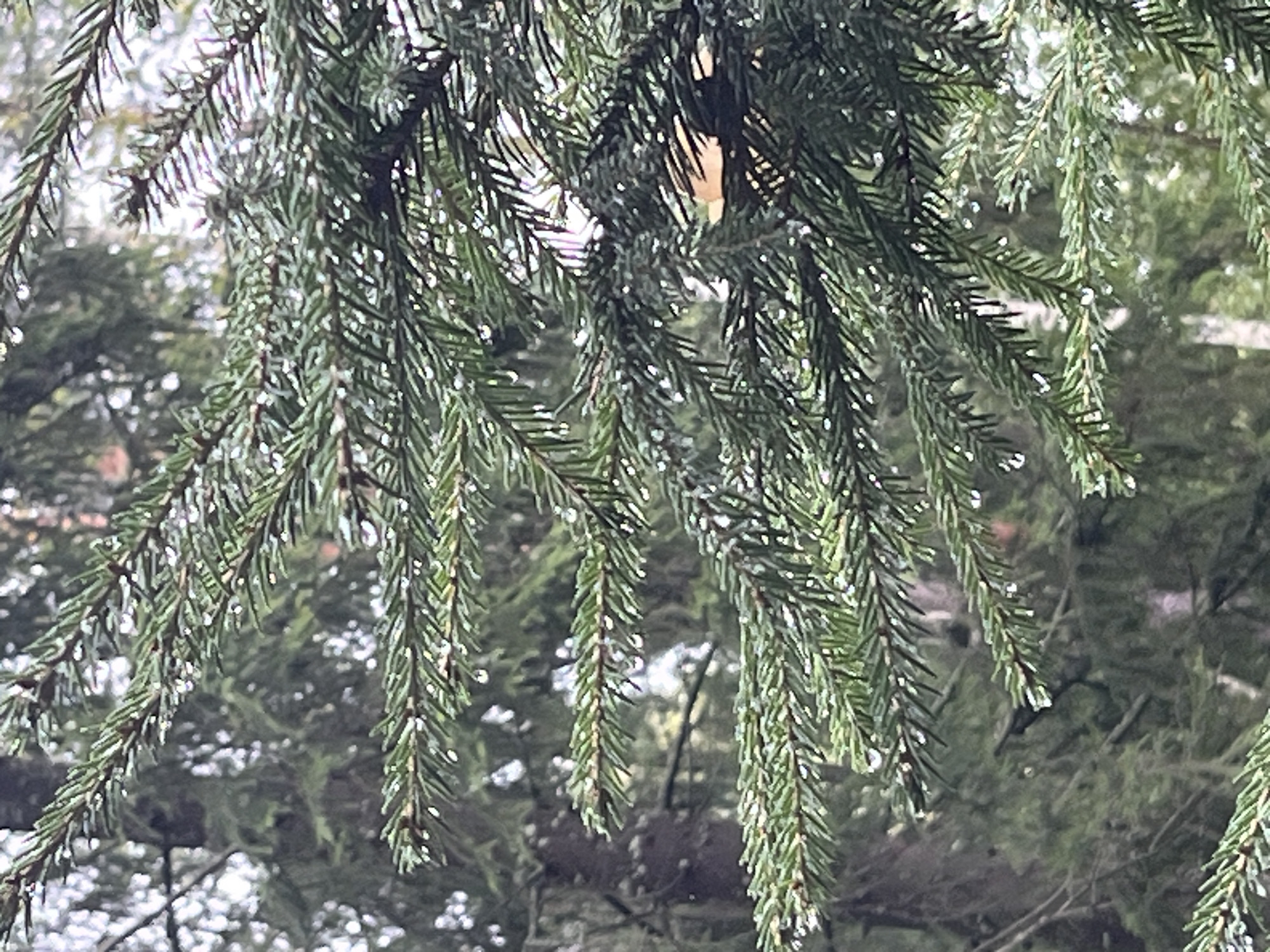 In Arfa, Russia, a close-up shot captures the detailed texture of evergreen branches, likely spruce or fir, laden with glistening water droplets. The needles are a vibrant green, some appearing slightly blurred due to the shallow depth of field. The droplets are scattered across the needles, catching the light and creating small, reflective highlights. The background is a soft blur of darker green foliage and lighter, out-of-focus elements, suggesting a densely wooded area with some light filtering through. The overall impression is one of nature after a rain or mist, emphasizing the delicate details of the coniferous branches.