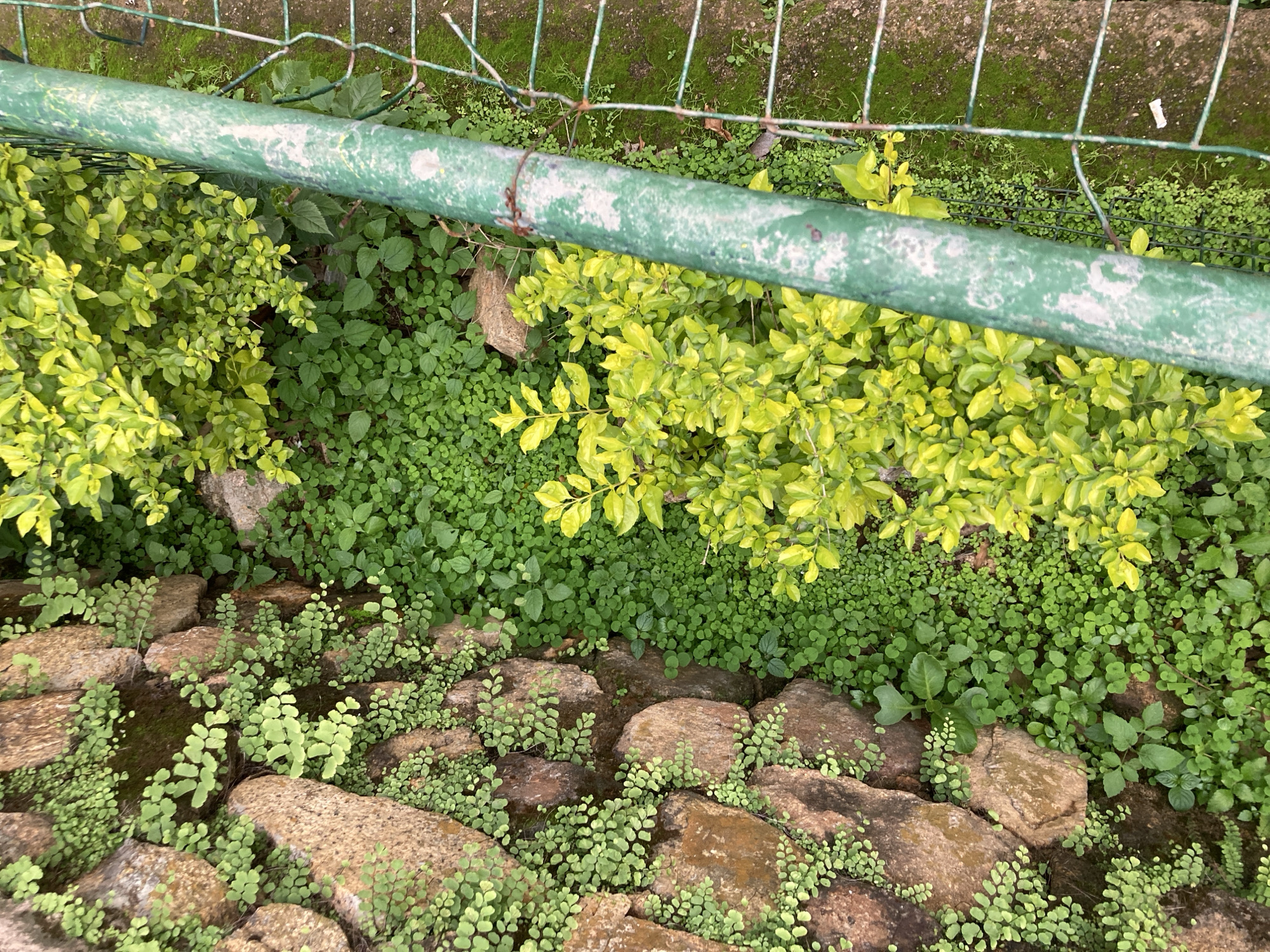 The image depicts a close-up, top-down view of a stone wall overgrown with small, light green plants and ferns. To the right of the wall, there is a dense patch of bright green, bushy plants, some with yellow-tinged leaves. A thick, weathered green metal pipe runs diagonally through the right side of the frame, partially obscuring a wire mesh fence which runs along the far right edge of the image. The ground beneath the fence appears to be a concrete surface covered with moss. The scene is illuminated by natural light, suggesting an outdoor setting. The presence of the stone wall, lush vegetation, and a fence suggests a garden or a boundary in a natural or semi-natural environment. This type of scene could be found in various locations within the city of Jos, Nigeria, such as residential gardens, public parks, or along the perimeter of properties where vegetation is allowed to grow extensively.