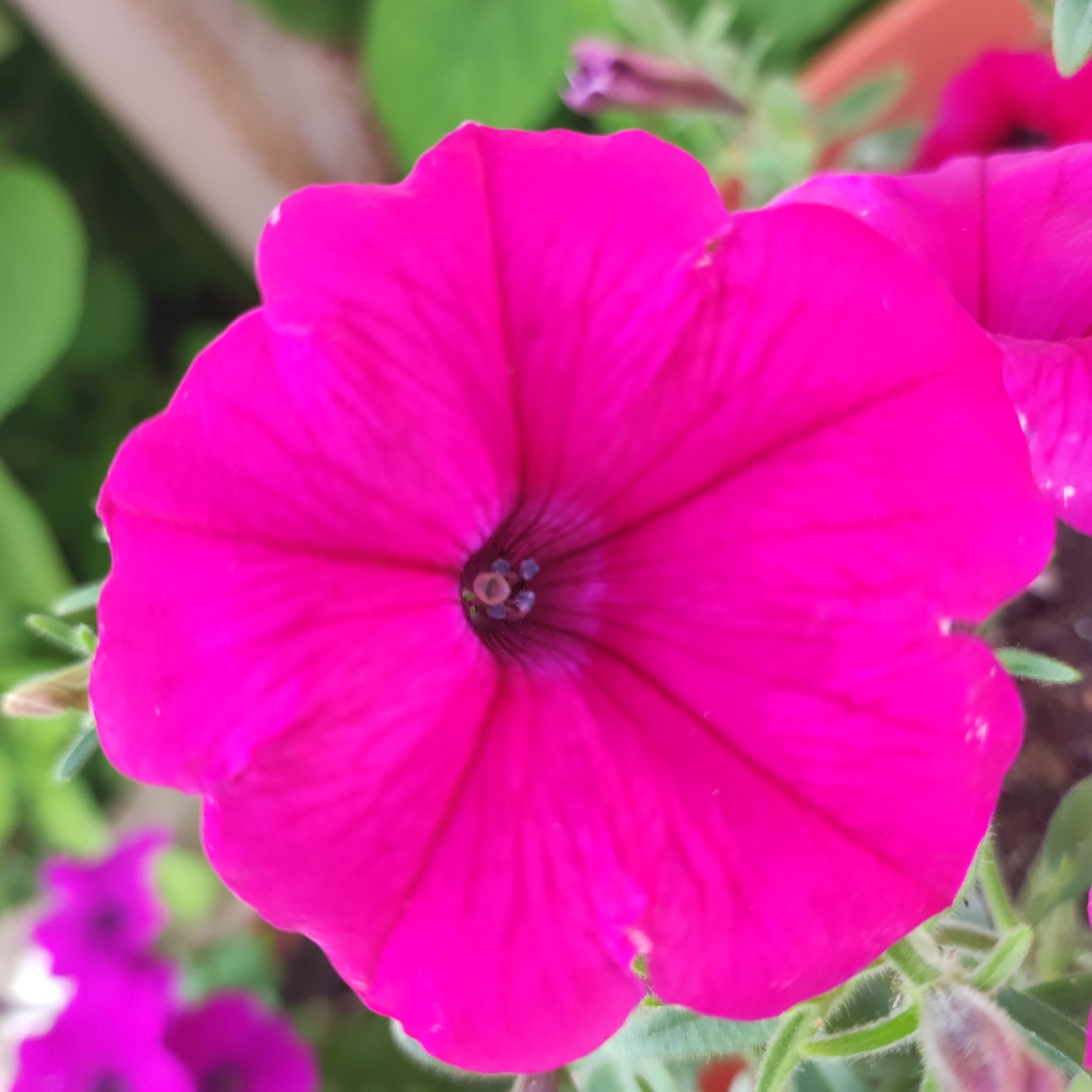 The image shows a close-up of a vibrant pink petunia flower in bloom. The flower's petals are a deep magenta with subtle darker veins radiating from the center. The center of the flower reveals the reproductive parts, including a light-colored stigma and small, dark anthers. The background is softly blurred, showing green foliage and hints of other pink flowers, suggesting a garden or natural setting. The lighting appears to be natural, possibly overcast, as there are no harsh shadows. The image does not provide any information about the city of Navoloki, Russia, or any human presence.