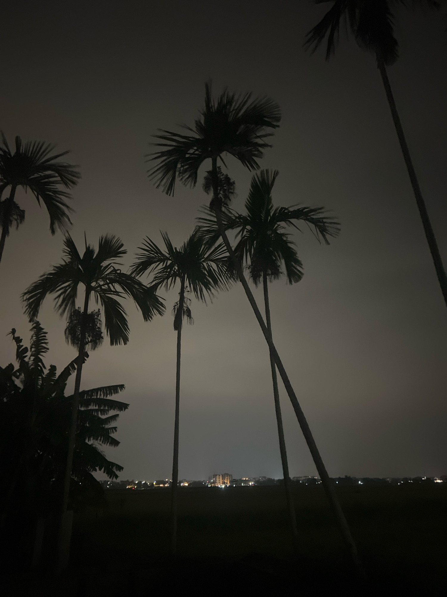 The image depicts a nighttime scene with silhouettes of palm trees against a dimly lit, overcast sky. In the distance, a faint outline of buildings with illuminated windows suggests a city or town. The foreground is dark, with the lower parts of the palm trees and other foliage rendered in shadow. The overall impression is one of a tropical or subtropical landscape at dusk or night, with a distant urban glow. This scene is likely from the outskirts of Hoi An, Vietnam, where a mix of natural vegetation and developing urban areas is common, especially as the city expands.