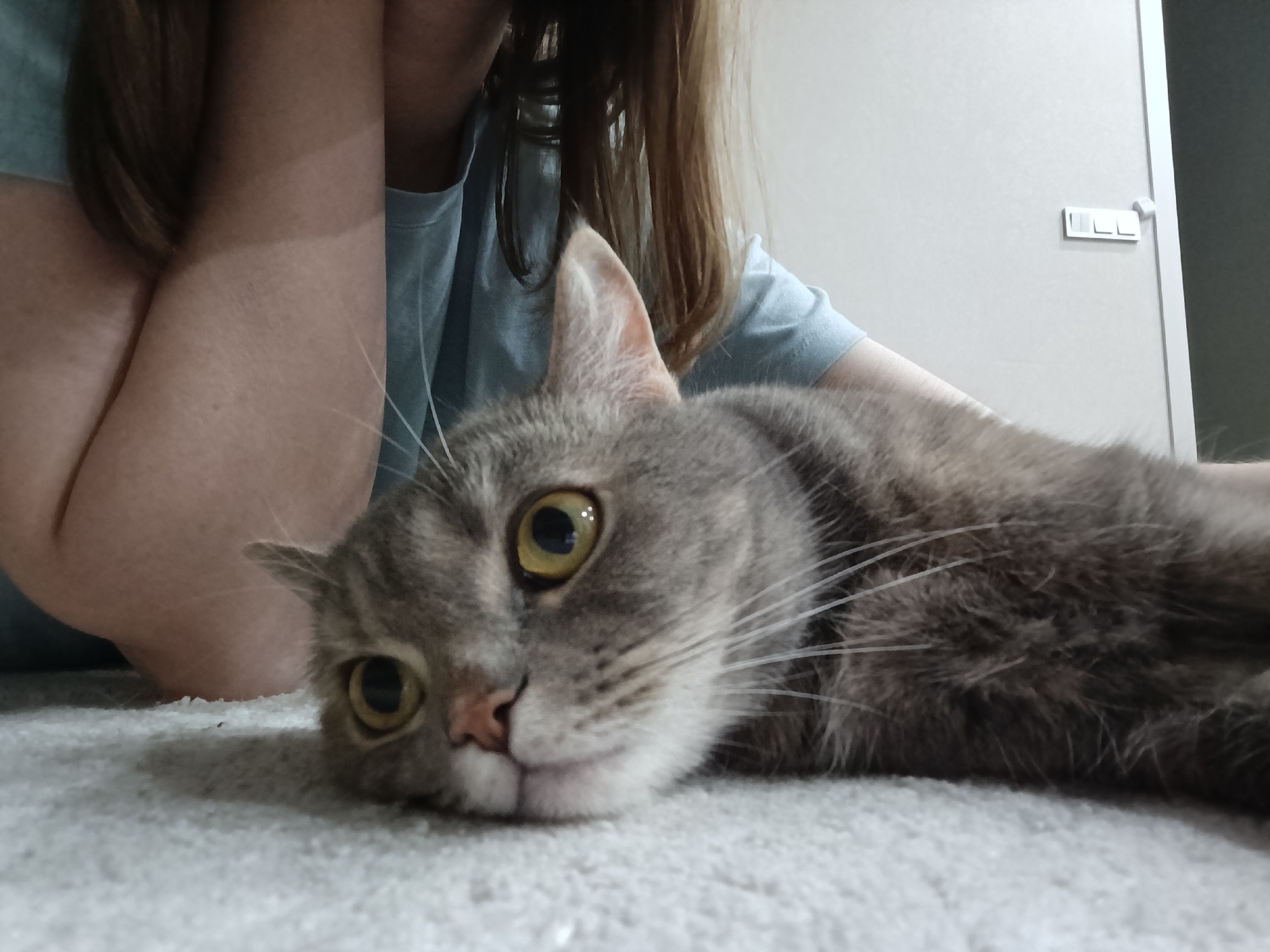 A low-angle, close-up shot features a grey tabby cat lying on a light-colored carpet. The cat's head is closest to the camera, with its golden-yellow eyes wide open. The cat has a pink nose and long, white whiskers. Behind the cat, out of focus, is a person with fair skin wearing a light blue t-shirt. The person's hair is light brown. A white wall with a light switch is visible in the upper right corner of the image. The image does not provide explicit evidence that the location is in Chaikovsky, Russia.