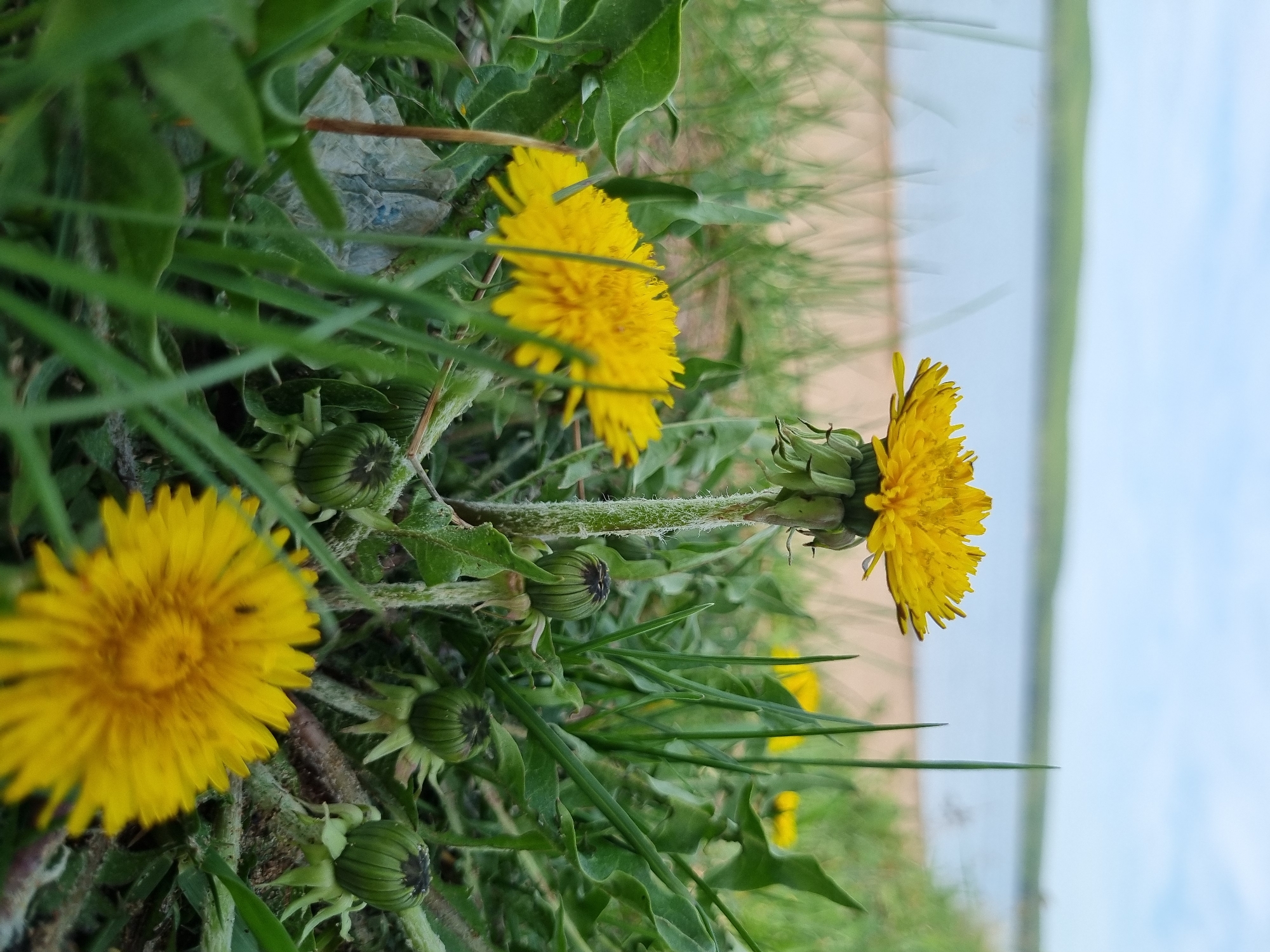 The image shows several dandelions in a grassy area. Two dandelions are fully open with bright yellow petals. Others are still in bud form, appearing as small, round, green structures. The background suggests a landscape with sand and water, indicating a beach or lakeside setting. Given the location of Chaikovsky, Russia, this could be a local beach area along the Kama River or another nearby body of water.