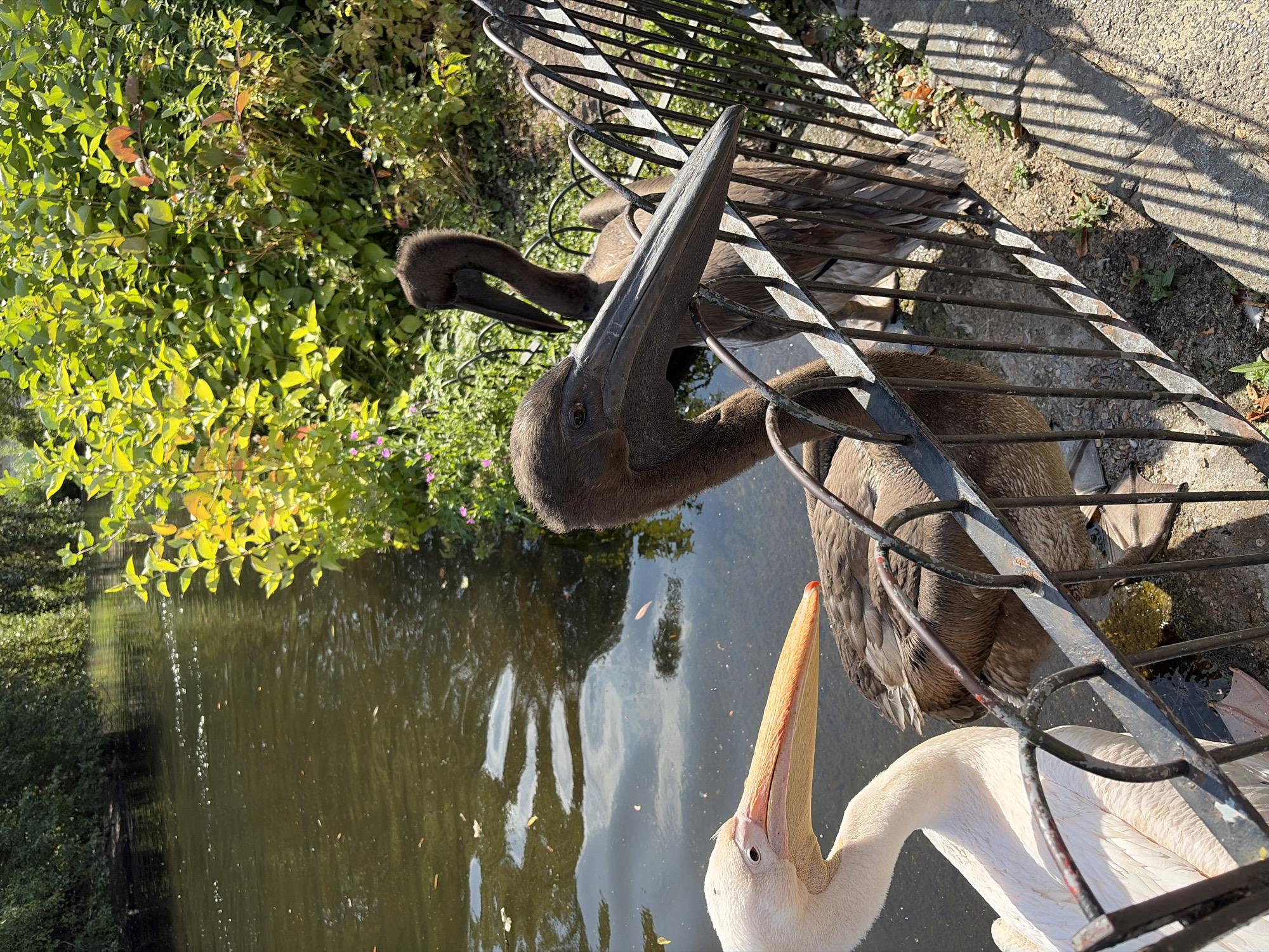 In this close-up, high-angle shot, two pelicans stand near the edge of a body of water, separated by a black metal fence. A white pelican is positioned to the left, its head turned to the right, revealing its bright orange beak. To its right and slightly behind it, a dark brown pelican is visible, its long beak resting on the fence. A third, darker pelican is positioned further back and to the right, with its head and neck curved. The water is dark and reflects the surrounding foliage, which is lush and green, with hints of yellow and red from autumn leaves. Sunlight casts shadows of the fence onto the paved ground. The scene is set outdoors in a park-like environment.