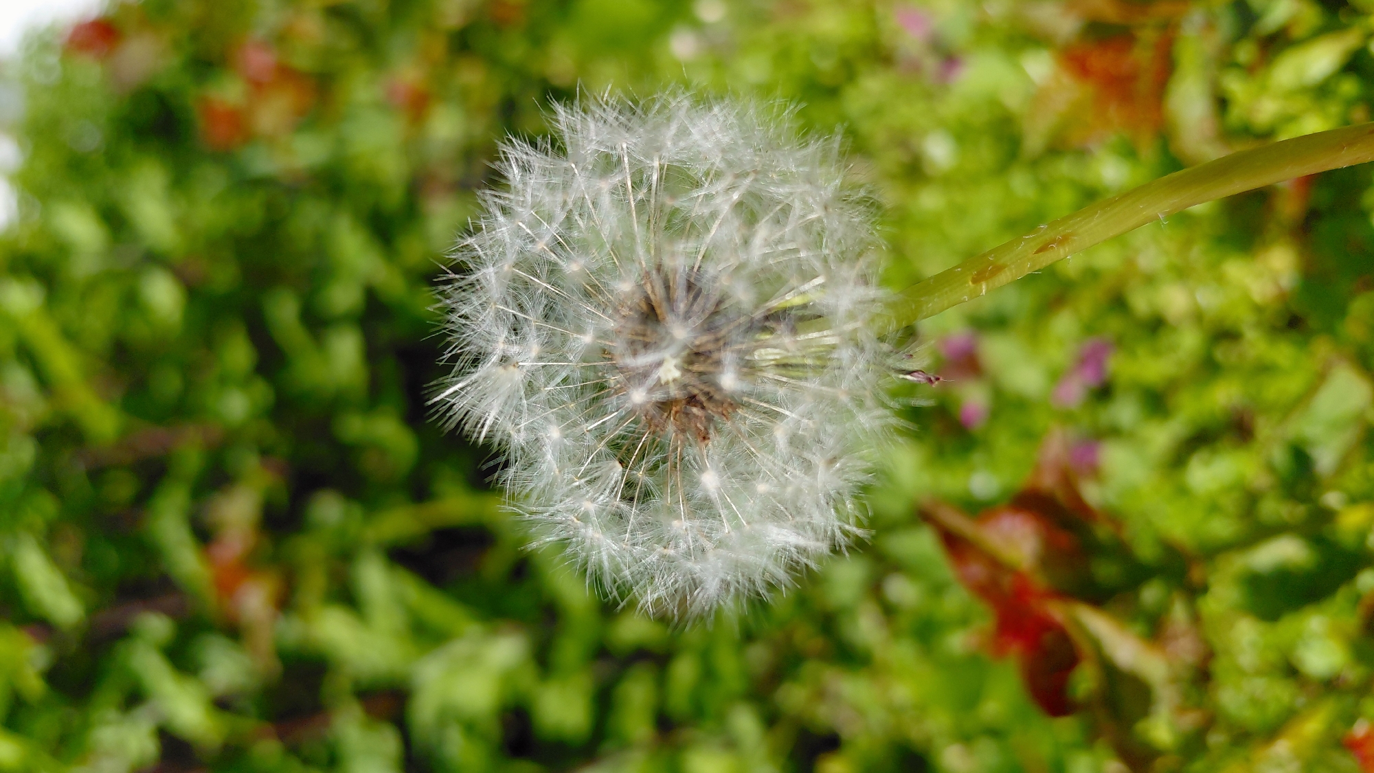 The image presents a close-up, high-angle view of a dandelion seed head, also known as a "blowball," set against a backdrop of dense green vegetation. The seed head is centrally positioned, with its delicate, feathery seeds radiating outward from a central core. To the right, a portion of the plant's stem is visible, showing its pale green color and textured surface. The background features a variety of green plants, including moss and other low-lying greenery, with occasional hints of red leaves and small purple flowers interspersed throughout. The scene is captured with a shallow depth of field, resulting in a blurred background that emphasizes the dandelion seed head as the primary subject. The image appears to have been taken outdoors in a natural setting, likely during the daytime. The location, Samovodene, Bulgaria, is noted but does not provide additional discernible details within the frame. There are no people, discernible actions or interactions visible in the image.