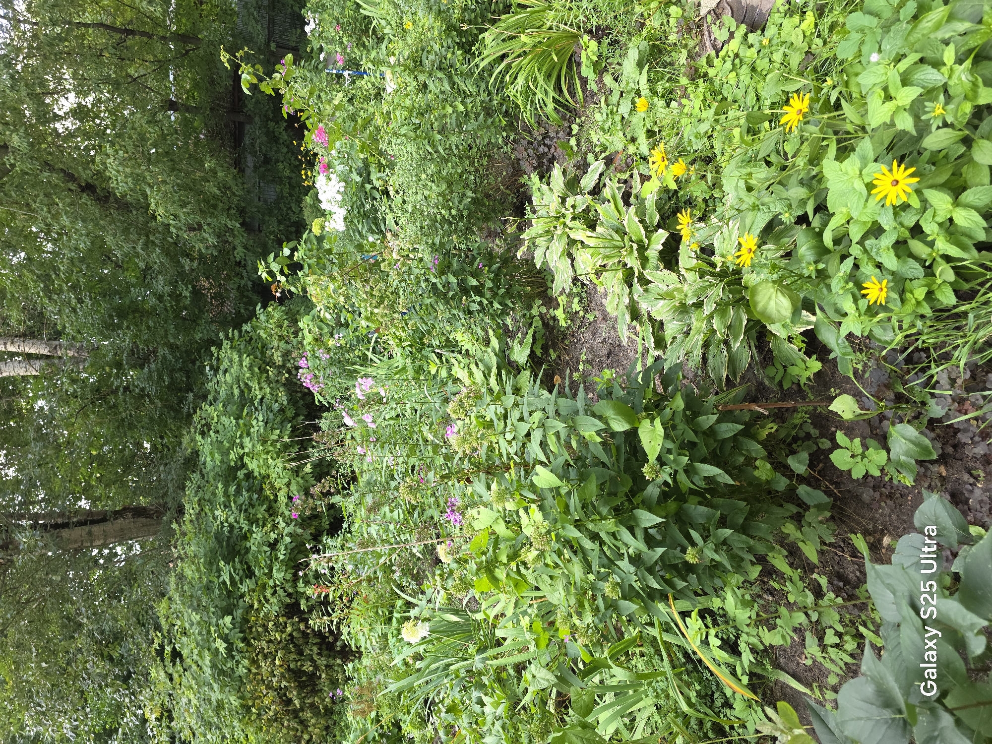 This is a photograph of a garden in Elektrostal, Russia. The garden is filled with a variety of green plants and flowers in shades of pink, yellow, and white. The background features tall trees and foliage. The ground appears to be covered in soil and mulch, with some fallen leaves visible. The lighting suggests it is daytime, with soft, natural light. There are no people or animals present in the image. A watermark at the bottom left corner reads "Galaxy S25 Ultra".