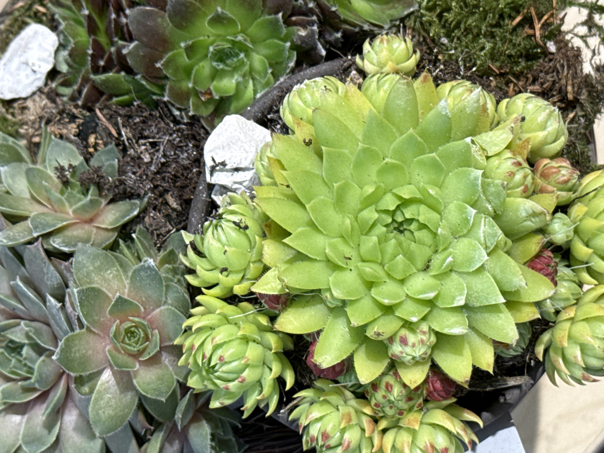 The image shows a close-up view of a collection of sempervivum plants, also known as hen and chicks, in a garden setting. The plants are arranged closely together, with some in bloom and others forming compact rosettes of fleshy leaves. The leaves exhibit various shades of green, with some showing reddish-brown tips. The soil is dark and appears to be a mix of organic matter and small stones. In the background, there are hints of other plants and garden elements, suggesting an outdoor environment. The lighting suggests it is daytime. The exact location within Herzberg, Germany, cannot be determined from the visual information provided in the image.
