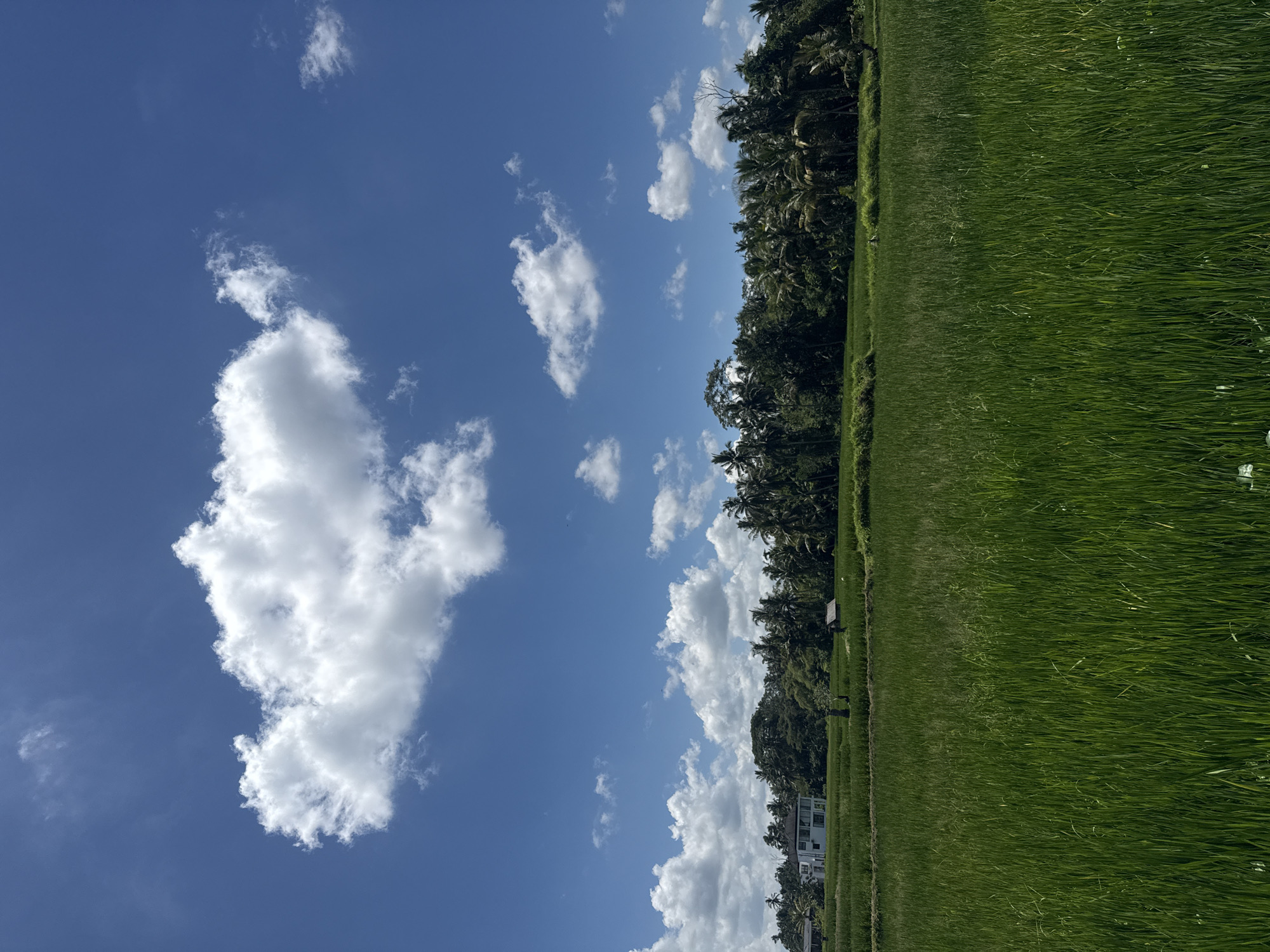 The image captures a scene in Pejeng, Indonesia. The landscape is divided between a vibrant green rice field and a bright blue sky dotted with cumulus clouds. A line of lush trees separates the field from the sky, with some buildings visible amongst the trees. The perspective is likely ground-level, looking across the landscape. There are no people visible in the image.