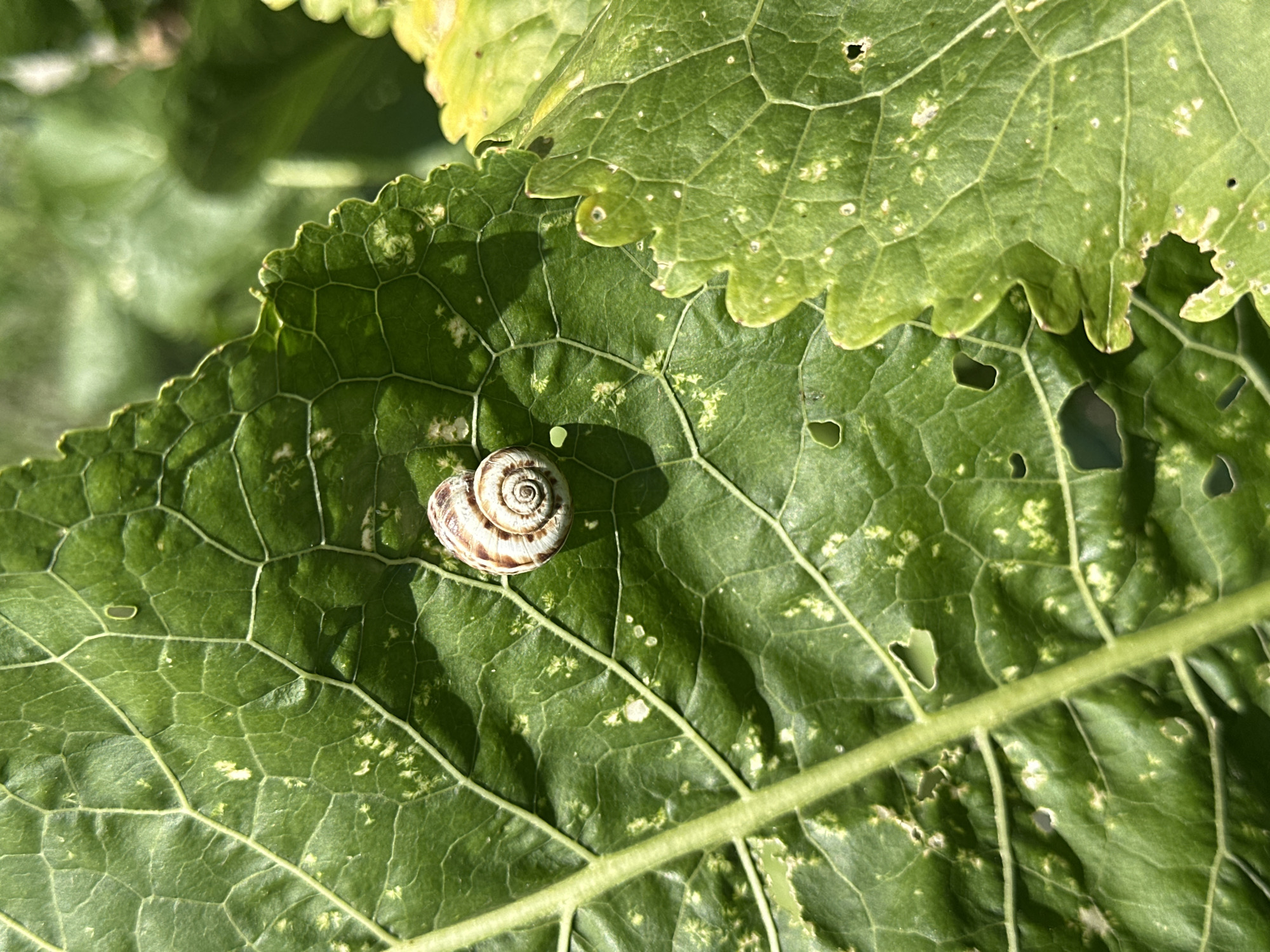 A snail with a spiral shell rests on a large green leaf with visible veins. The leaf has several small holes and lighter green patches, suggesting damage or a pattern. The snail is positioned slightly off-center, towards the top right of the leaf. The background is blurred, showing more green foliage in dappled sunlight. The image is a close-up, macro shot of the snail and leaf, highlighting the textures and details of the natural environment. The scene takes place outdoors, likely in a garden or park, under natural light. There are no people or man-made structures visible.