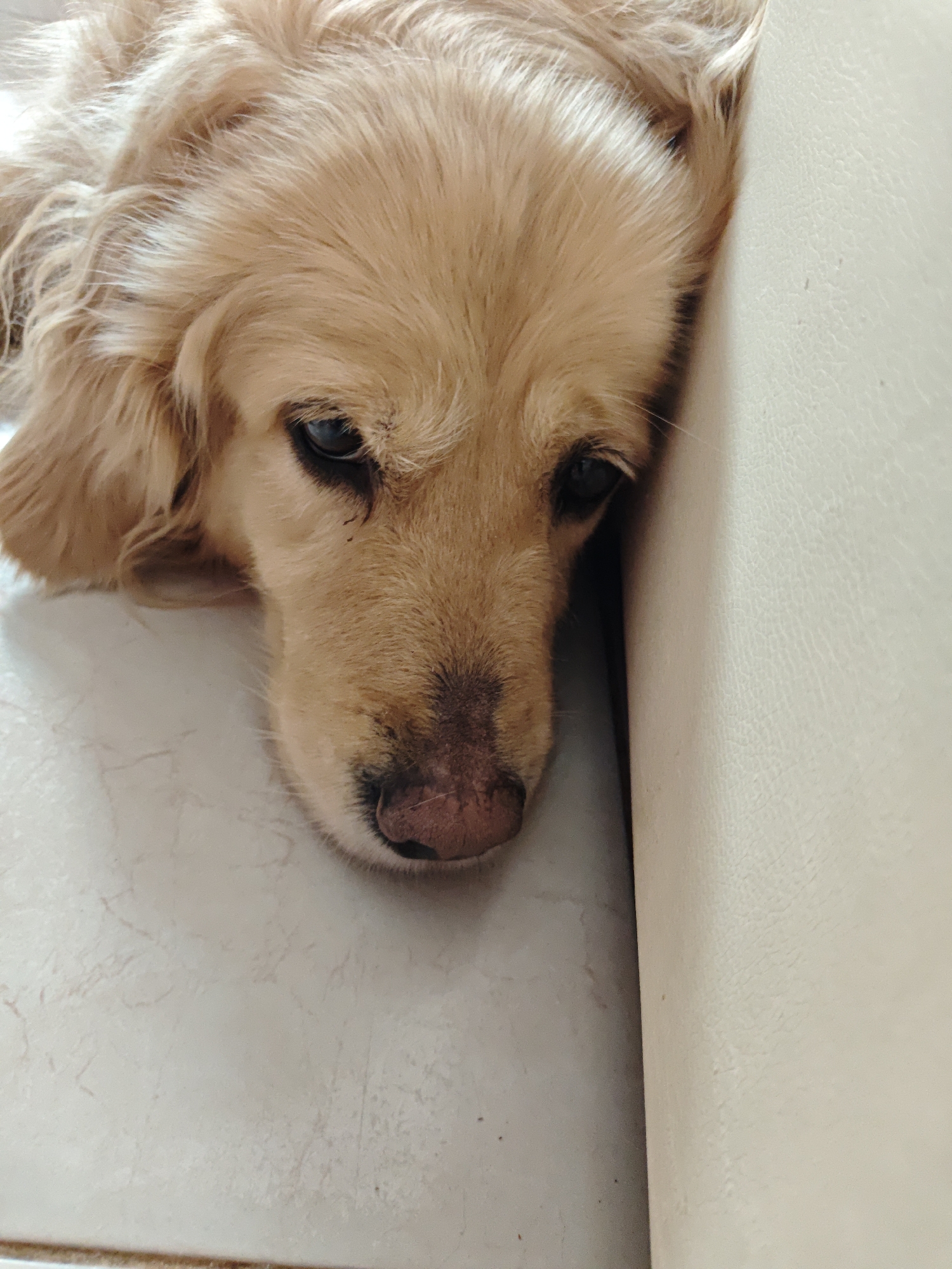 A close-up, eye-level shot features the head of a golden-colored dog resting on a pale, textured surface. The dog's head is positioned at an angle, with its snout pointing downwards and its body extending out of frame. The dog's eyes are dark and appear somewhat droopy, giving it a calm or sleepy expression. Its fur is a soft, light golden color, with some strands slightly tousled around its face. The background consists of a light-colored, possibly tiled floor and a pale, textured surface, likely a couch or cushion, which the dog is leaning against. The lighting appears soft and even, illuminating the dog's features without harsh shadows. The overall scene suggests a moment of quiet repose for the animal in what appears to be an indoor setting. There is no discernible indication of the specific location within the city of Shcherbinka, Russia.