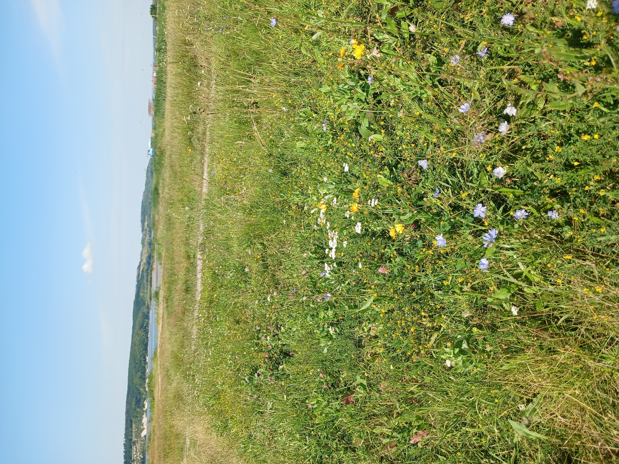 The image depicts a vibrant meadow filled with a variety of wildflowers under a clear blue sky. In the foreground, tall green grasses intermingle with numerous small flowers of various colors, including yellow, white, and purple. The midground shows a gently rolling landscape leading towards a body of water, possibly a river or lake, bordered by a treeline on the distant horizon. The background features a hazy blue sky with a single, small white cloud. The overall scene suggests a rural or natural environment, likely a park or undeveloped area within the city of Maslova Pristan', Russia. There are no people or animals visible in the image.