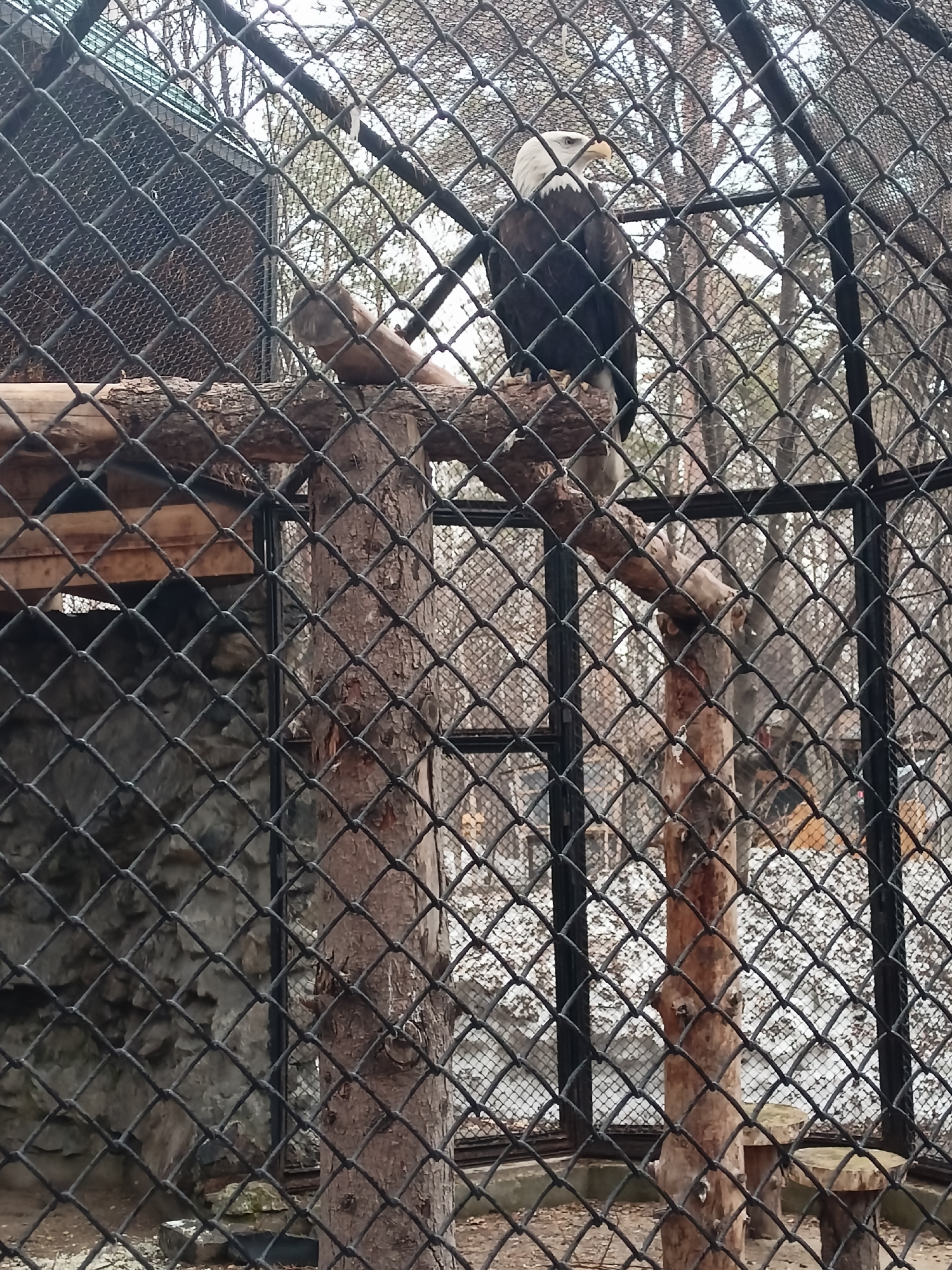 An adult bald eagle is perched on a branch in an enclosure. The enclosure is composed of wire mesh. The environment appears to be wooded. This image was taken in Novosibirsk, Russia.