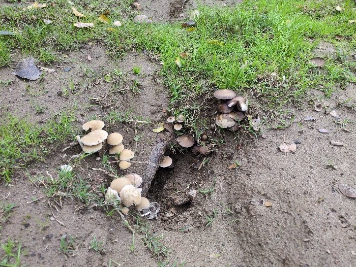 A cluster of fungi grows near the entrance of a burrow in the ground. Additional groups of mushrooms are also seen on either side of the hole. The area around the hole is mostly bare dirt, transitioning into patches of green grass and scattered leaves. Some mushrooms have light caps, while others have darker caps. A small portion of a tree root is visible along the edge of the burrow.