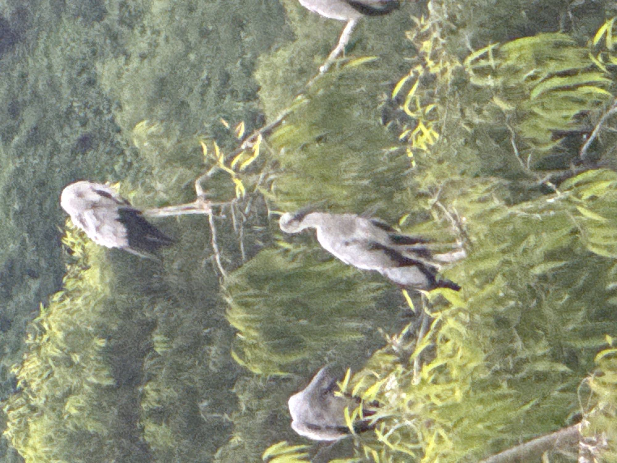A flock of birds, likely Asian Openbills (Anastomus oscitans), are perched on branches of trees in a lush green environment. The birds are predominantly white with black wings and legs. One bird is standing tall on a branch, facing left, with its head lowered. To its left, another bird is perched, facing right, with its head turned away. In the foreground, two more birds are visible, one facing left and the other facing right. The foliage is dense and appears to be a forest or heavily wooded area. The image is slightly grainy, suggesting it was taken from a distance or with a lower quality camera. The location is identified as Yên Sơn Ward, Vietnam, implying this is a natural habitat for these birds within or near a populated area. The scene captures a moment of rest for the birds amidst the vibrant greenery.