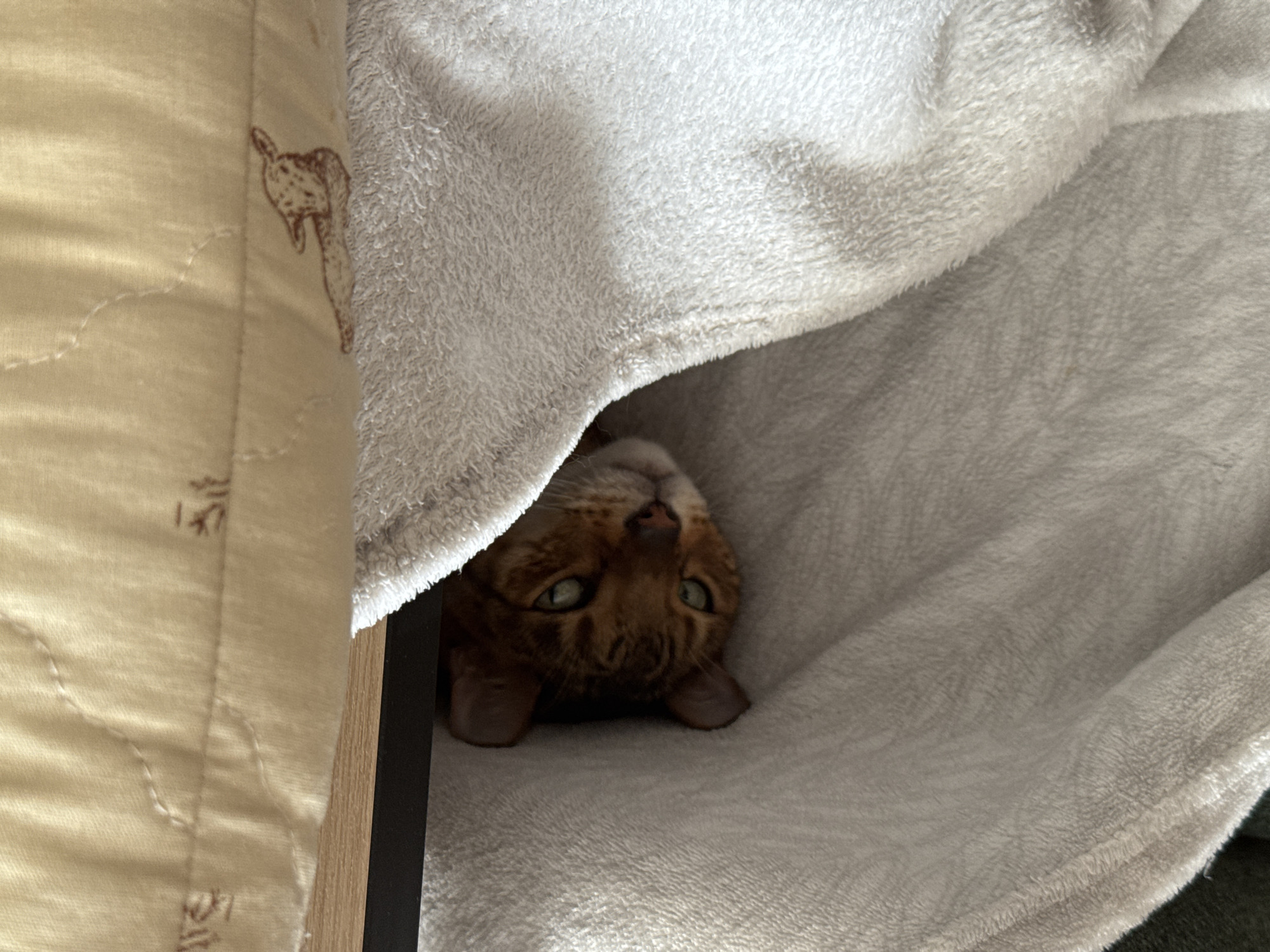 An indoor scene captures a brown, tabby-patterned cat peeking out from under a light grey, fluffy blanket. The cat's head is upside down, with its green eyes looking upwards and its pink nose visible. Its ears are flattened slightly against its head, and its facial expression appears curious or playful, as if it's hiding and watching.
To the left of the cat, there is a segment of a beige, quilted fabric, possibly a bedsheet or cushion cover. This fabric features subtle, dark brown, stylized patterns. While some shapes resemble abstract designs or an animal's head (possibly a deer), they are not discernible as legible text. A dark, thin, rectangular object, possibly wood or metal, is positioned vertically between the beige fabric and the blanket, near the cat's head. The entire setting suggests a cozy, comfortable environment, likely a bed or sofa. The lighting is soft and even, indicating an indoor shot without harsh shadows, but the specific time of day is not evident.