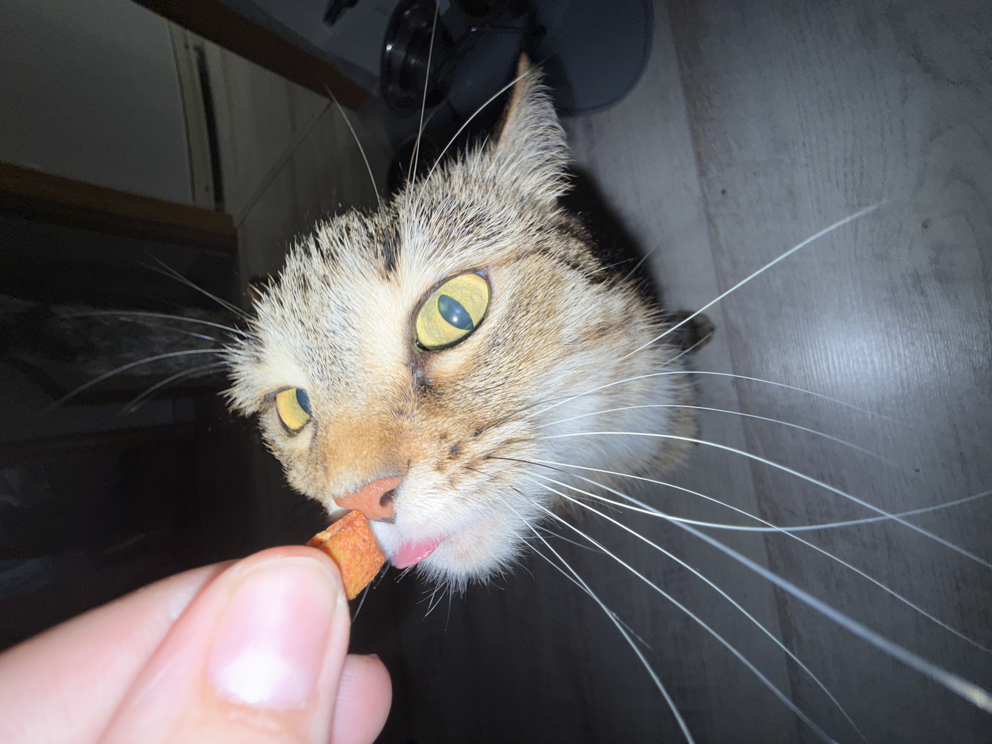 This image captures a domestic tabby cat in the city of Chaikovsky, Russia, being fed by a human hand in an indoor environment. The cat, a mix of brown, tan, and white fur, has noticeable wet fur, particularly around its head, giving a spiky appearance. Its prominent yellow-green eyes with vertical pupils are focused on an orange-colored, rectangular food item held between the thumb and index finger of a light-skinned human hand. The cat's pink tongue is extended, making contact with the food. Long white whiskers splay outwards from the cat's snout. The background is dark and largely out of focus, while the visible floor beneath the cat is a greyish-brown wooden or laminate surface with a subtle grain pattern. The scene is brightly illuminated, likely by a flash, creating strong highlights on the wet fur and distinct shadows.