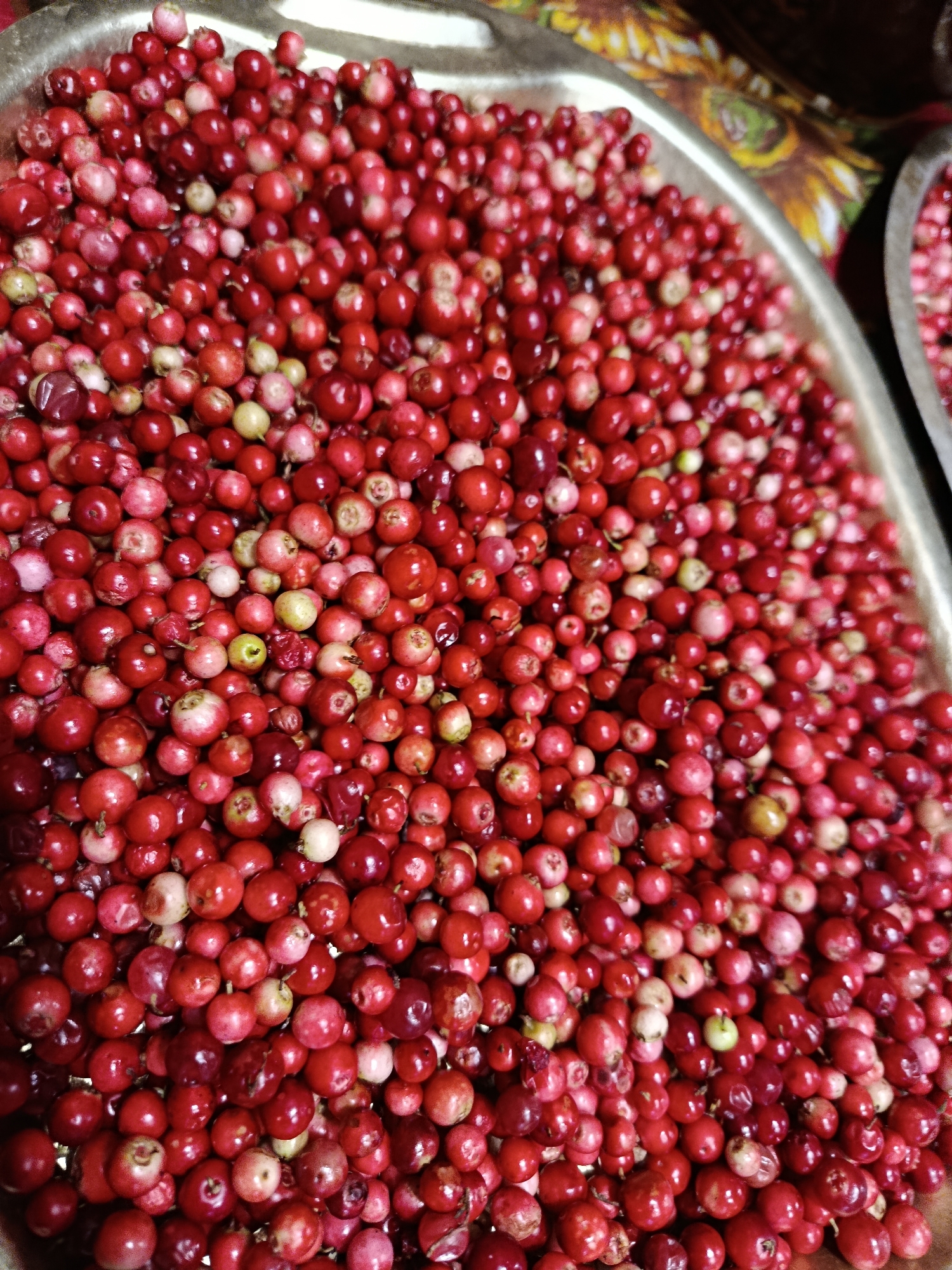 A close-up, overhead shot showcases a large quantity of red and pink berries, likely cranberries, piled in a metallic bowl. The berries are small and round, with some exhibiting a lighter, almost white hue mixed with the dominant red. The bowl appears to be made of brushed metal. In the background, a colorful, patterned fabric is visible, hinting at a market stall or decorative setting. The overall scene suggests a harvest or market display. The image's context implies a location within the city of Veroya, Russia, though this specific detail is not visually confirmed in the image itself.