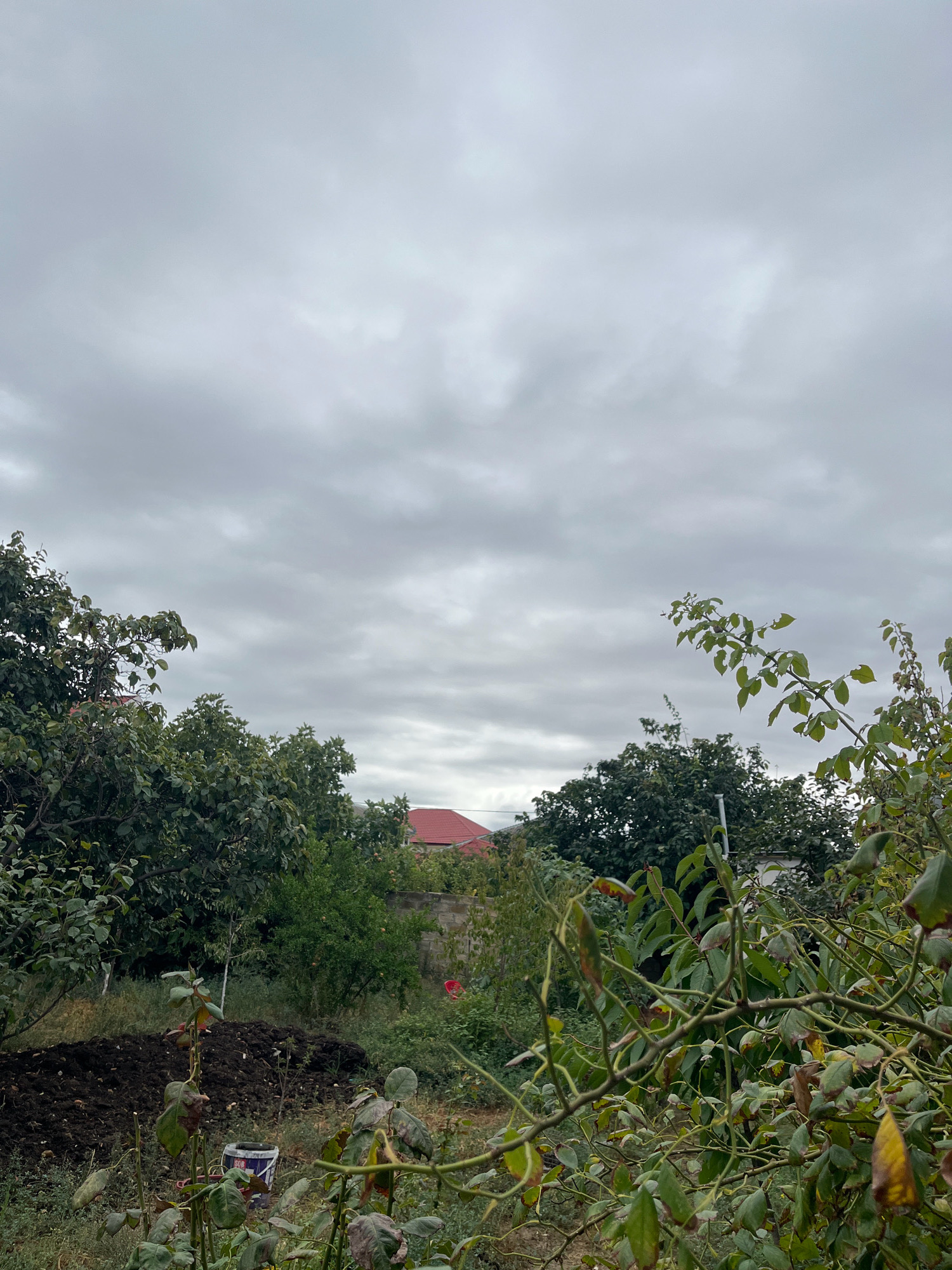 The image depicts an overcast sky above a garden area. In the foreground, there are various plants and branches, some with wilting or yellowing leaves. A pile of dark soil is visible in the mid-ground, along with a bucket. Behind the soil pile, a red-roofed building is partially visible, peeking out from behind dense foliage. The background consists of more trees and vegetation, with a stone wall also discernible. The scene appears to be a residential backyard, possibly in a rural or suburban setting given the abundance of greenery.
