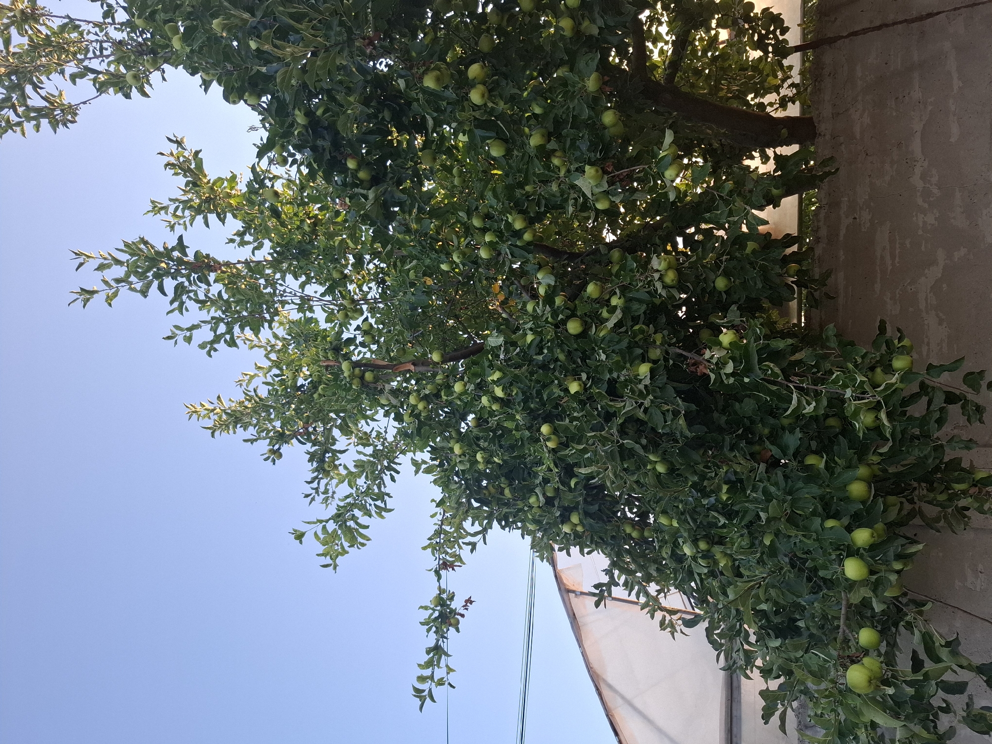An apple tree with numerous green apples is visible against a clear blue sky. The tree is laden with fruit and its branches extend over a rough, grey concrete wall. To the left of the tree, a white structure, possibly a building, is partially visible, with two dark electrical wires running horizontally in front of it. The image appears to be taken outdoors in a residential area of Dubăsarii Vechi, Moldova.