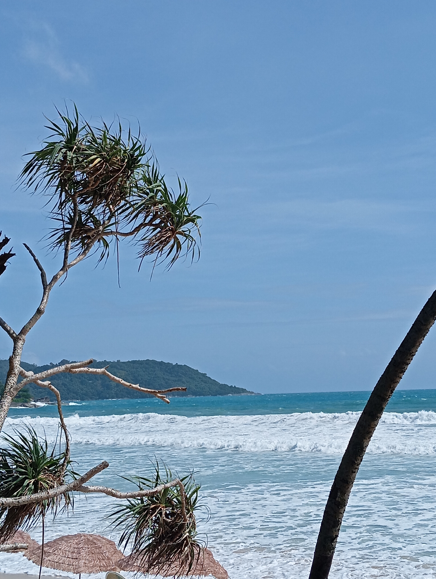 This is an image of Karon Beach in Karon, Thailand, on a clear day with blue skies. The foreground features a Pandanus tree with its spiky leaves and branches, along with the trunk of a palm tree on the right. In the mid-ground, the turquoise ocean stretches out, with white-capped waves rolling towards the shore. The background consists of a lush green, tree-covered hill, a common sight along the coastline. The beach itself is visible with two thatched umbrellas, suggesting a peaceful, tropical setting. There are no people visible in the image.