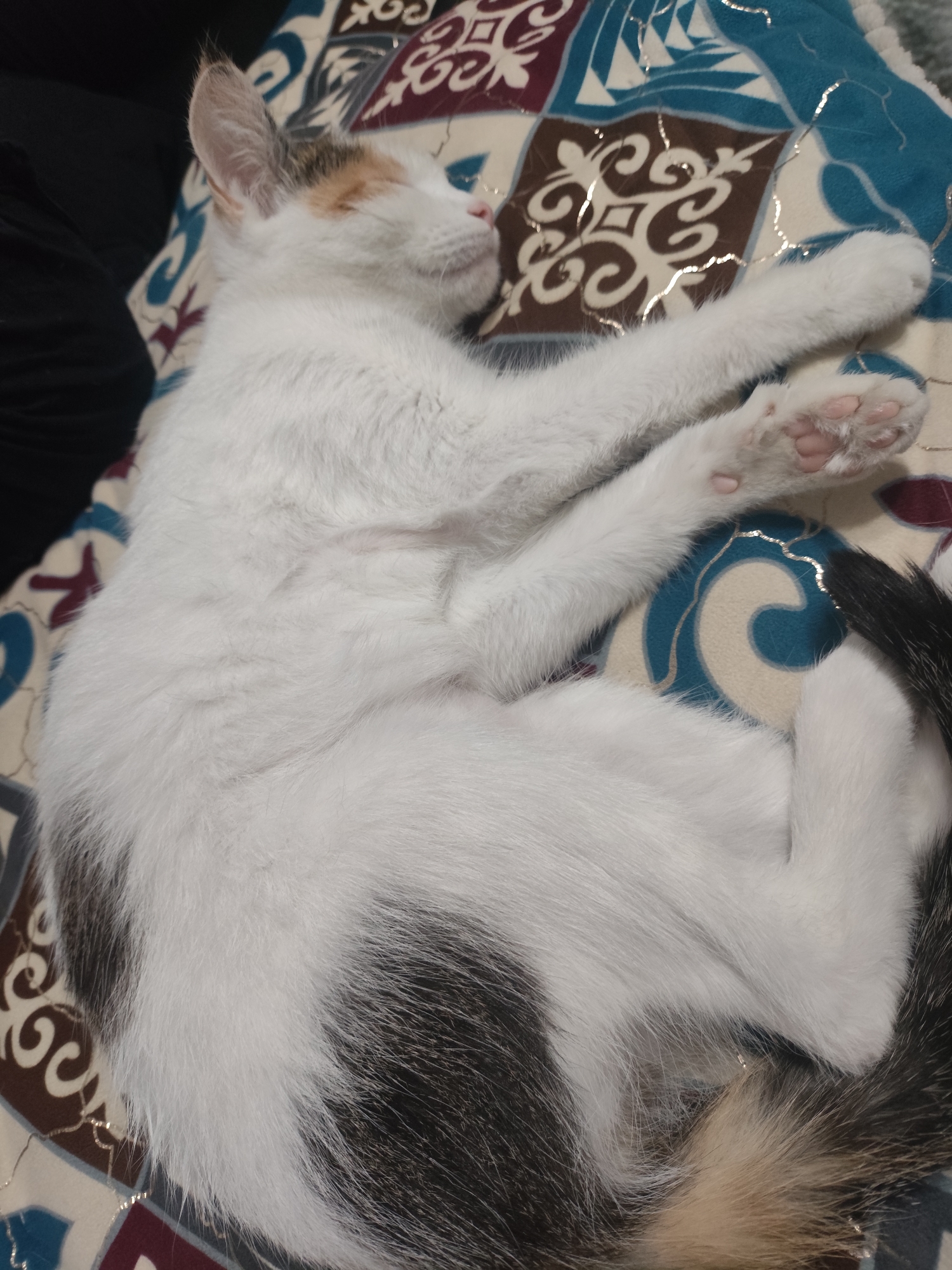 A calico cat is sleeping curled up on a patterned blanket. The cat has white fur with patches of black, brown, and orange. Its eyes are closed, and its front paws are extended. The blanket has a geometric pattern with blue, brown, and maroon squares and swirling designs. A dark fabric, likely clothing, is visible to the left of the cat. The scene appears to be indoors. There is no discernible information within the image to indicate the location in the city of Kara-Balta, Kyrgyzstan.