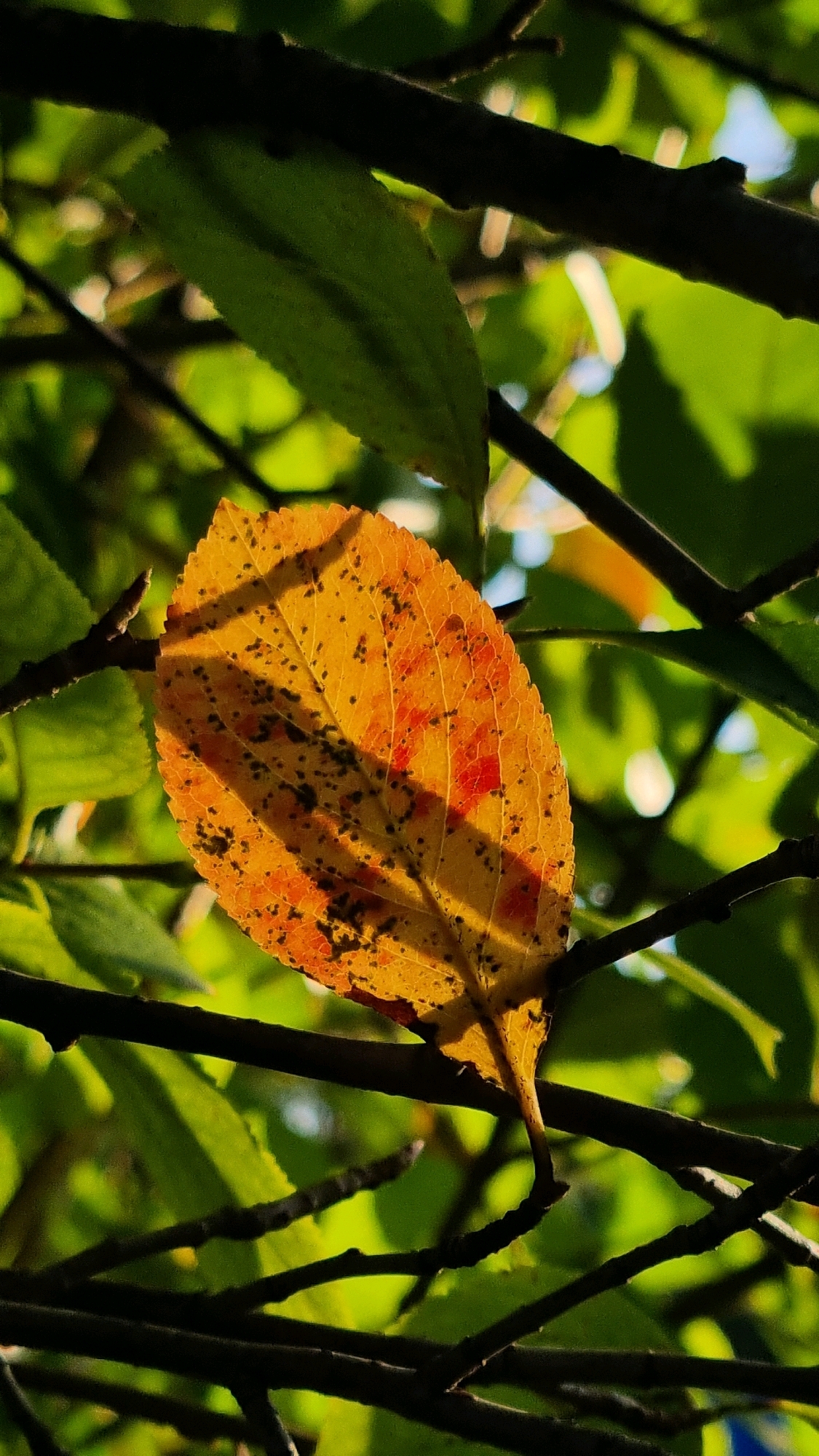 An autumnal leaf, predominantly yellow with reddish hues and dark spots, hangs from a branch amidst green foliage. The leaf is illuminated by sunlight, casting a shadow on its surface. The background consists of blurred green leaves and branches. The scene is set in a natural outdoor environment, likely a park or forest. There are no people or buildings visible in the image. The location of Vysokoe, Russia, is not evident from the visual information provided.
