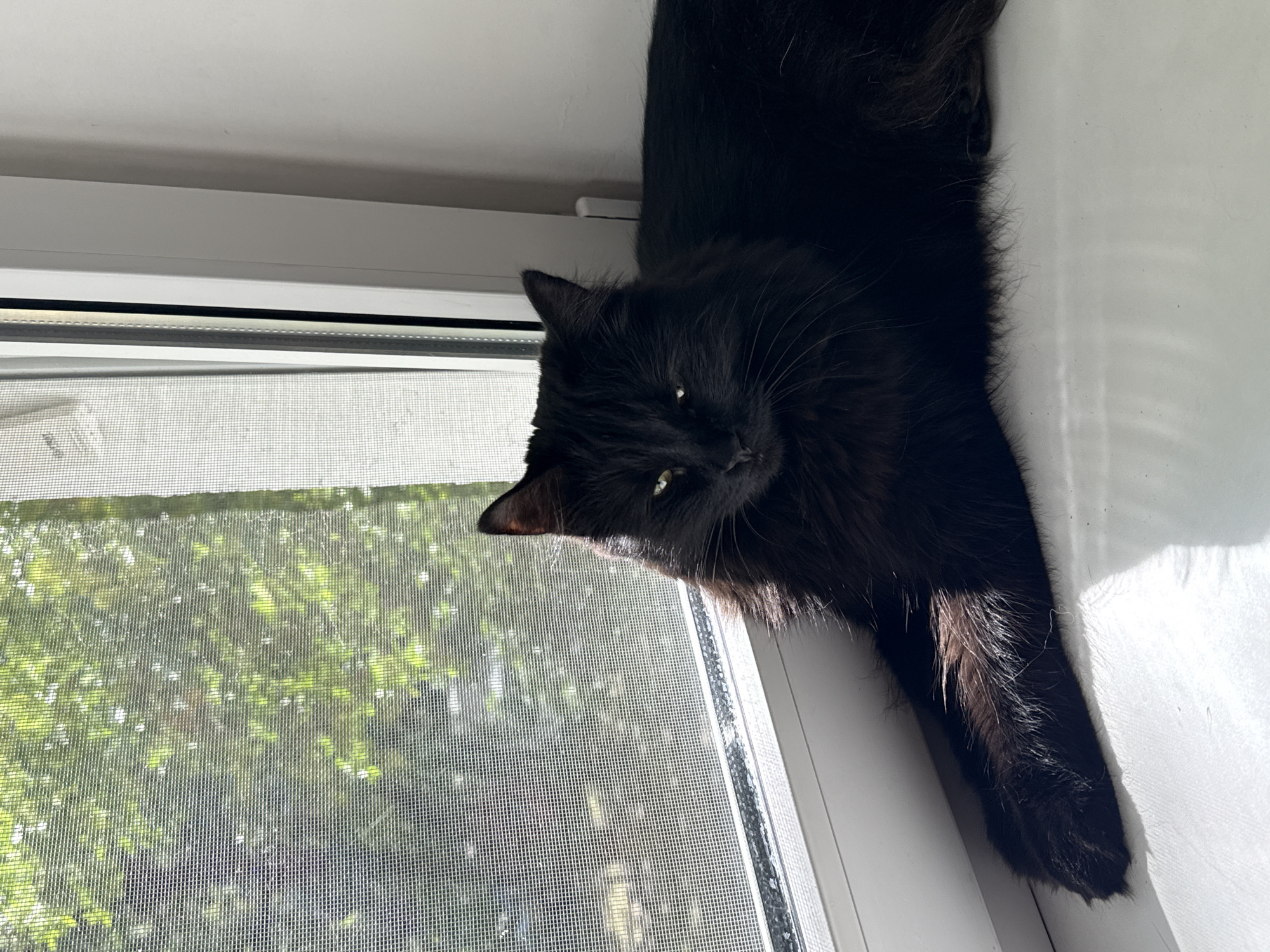 A black long-haired cat lies on a white windowsill. The cat is positioned on the right side of the frame with its head near the window screen. Outside the window, green foliage is visible through the screen. The lighting is bright, with strong sunlight casting shadows on the windowsill to the right of the cat. There is no evidence of the city of Rostov-on-Don, Russia, or any other location.