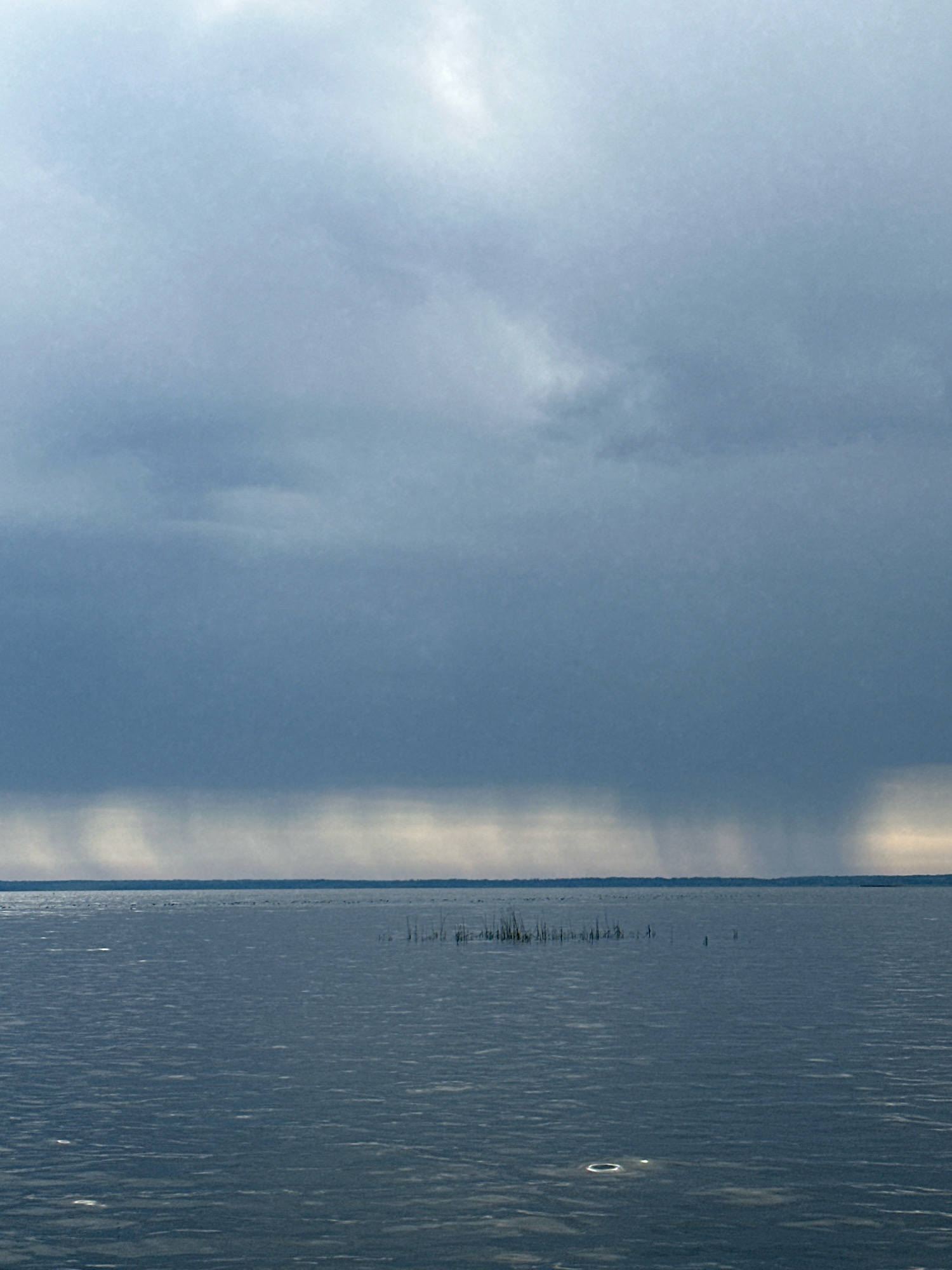 A wide shot captures a natural scene of a body of water under a cloudy sky. The water, which appears to be a lake or large river, fills the lower half of the frame and is a deep, muted blue. The surface is slightly rippled, with some lighter reflections scattered across it, suggesting it may be raining or has recently rained in some areas. In the middle distance, a small patch of reeds or tall grasses emerges from the water, breaking the uniformity of the surface. The horizon line is distinct, separating the water from the sky.
The sky dominates the upper half of the image. It is filled with heavy, grey clouds, indicative of overcast weather or an approaching storm. There are distinct vertical shafts of lighter grey or white descending from the clouds in several places across the horizon, suggesting curtains of rain falling on the distant shore. The overall mood is somber and natural. The location is identified as Narach, Naratski sel'ski savet, Belarus.