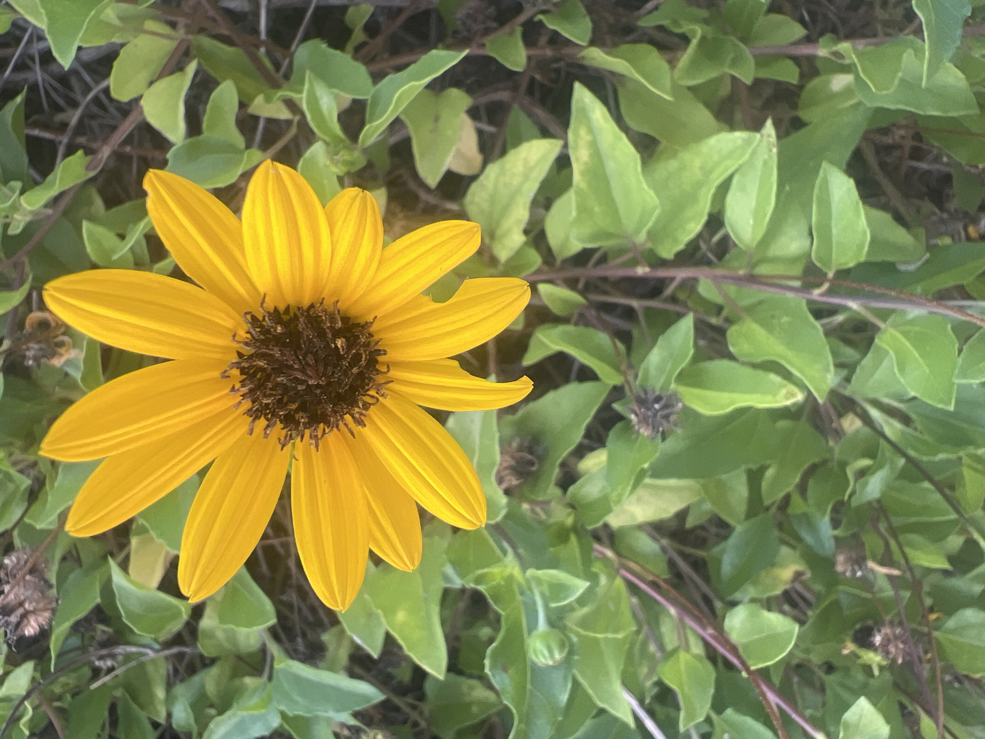 This media file is a close-up photograph of a vibrant yellow sunflower in full bloom, set against a backdrop of lush green foliage. The sunflower, positioned prominently in the left half of the frame, displays delicate, elongated petals radiating from a dark, textured center. Its bright yellow hue suggests it is basking in sunlight.
The surrounding greenery consists of a dense arrangement of leaves and thin, purplish stems, indicating a natural, outdoor setting, likely a garden or a wild growth area. Some dried seed heads are visible among the green leaves, hinting at the plant's life cycle. A small, unopened bud is also noticeable on the right side of the frame, adding a sense of ongoing growth and potential.
The lighting suggests it could be daytime, possibly late morning or afternoon, given the brightness and clear visibility of the flower's colors. The overall impression is one of natural beauty and the simple elegance of a flowering plant. There is no visible text in the image. The location context provided is Or Akiva, Israel, which, if accurate, places this scene within the flora of that region.