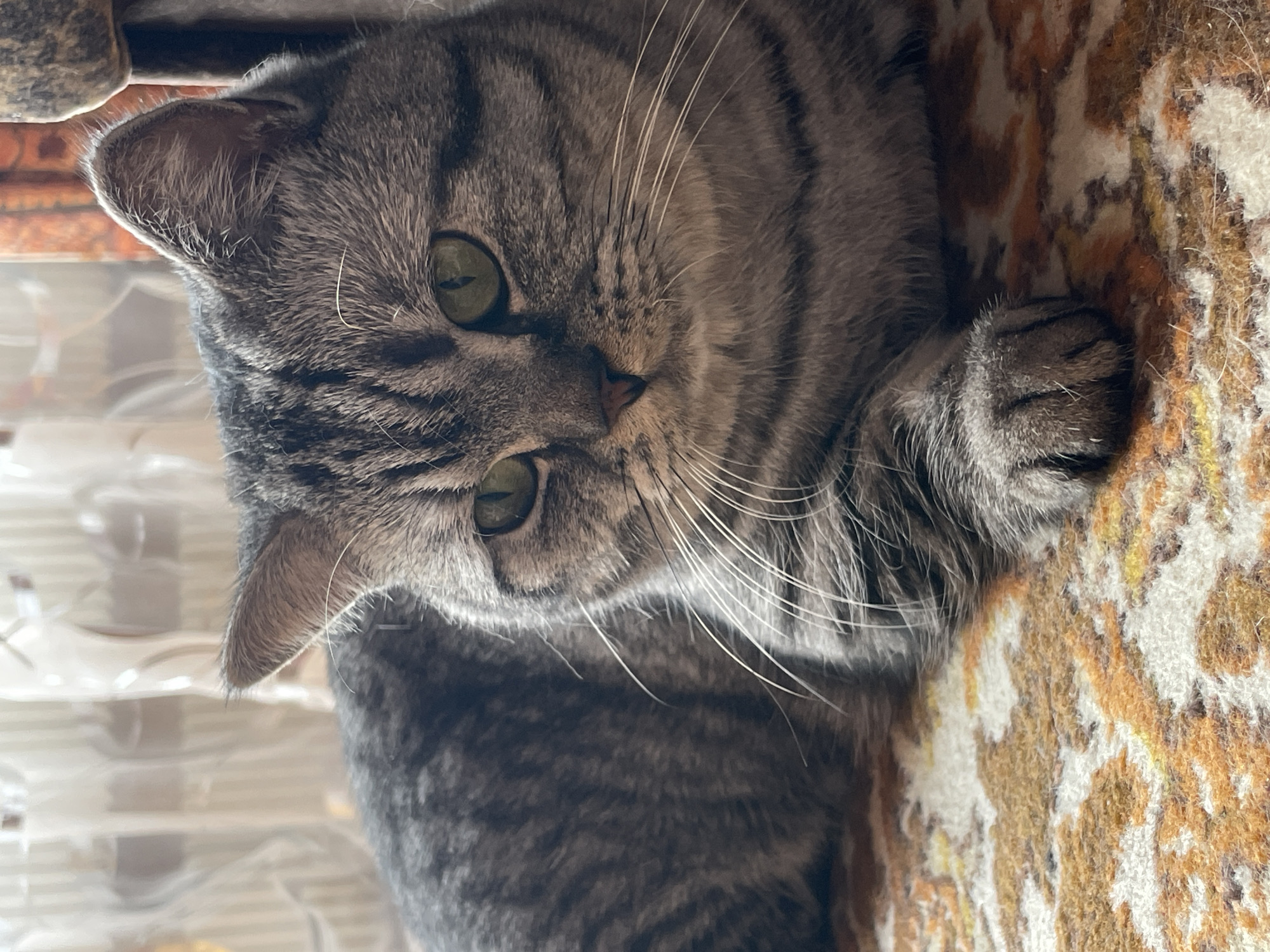 This is a close-up, vertical, eye-level shot of a tabby cat lying down on a patterned rug. The cat is gray with dark tabby stripes and has striking green eyes. Its left ear is visible, as are its whiskers, nose, and part of its paw. The background is a soft-focus rug with an abstract pattern of brown, orange, white, and yellow. The lighting appears to be natural, possibly from a window, casting soft shadows and highlighting the cat's fur. The overall mood is relaxed and peaceful, suggesting the cat is comfortable and perhaps napping or resting. No people or text are visible in the image. The setting appears to be indoors, likely a home environment.