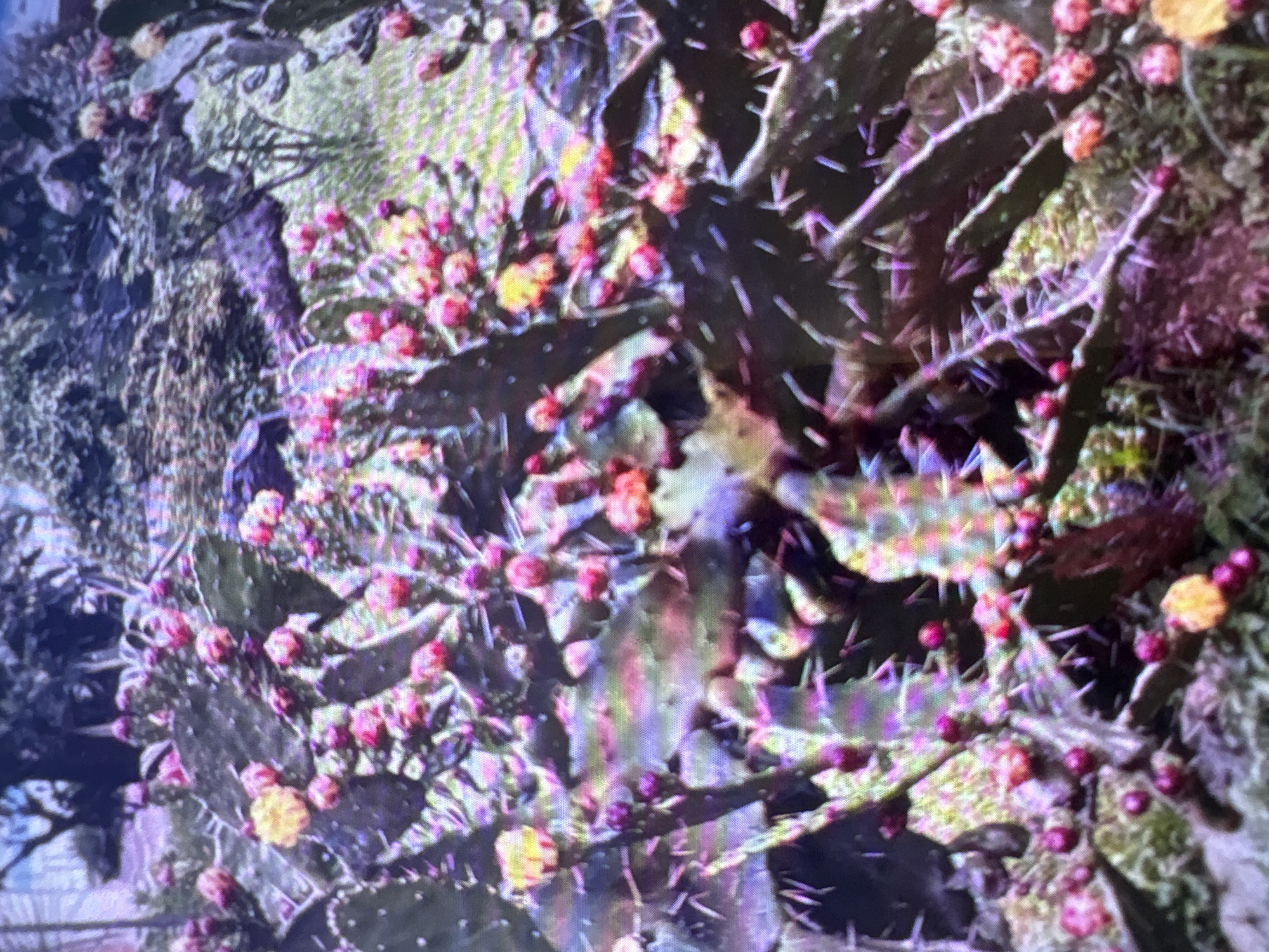 The image shows a close-up view of a prickly pear cactus with numerous pink buds and a few yellow flowers. The cactus pads are green and covered in sharp spines. The background is out of focus, but appears to be an outdoor setting with vegetation and possibly trees. The lighting suggests it is daytime, and the overall impression is of a desert or arid environment. There are no people visible in the image. The image does not provide any information about the location in the city of Batumi, Georgia.