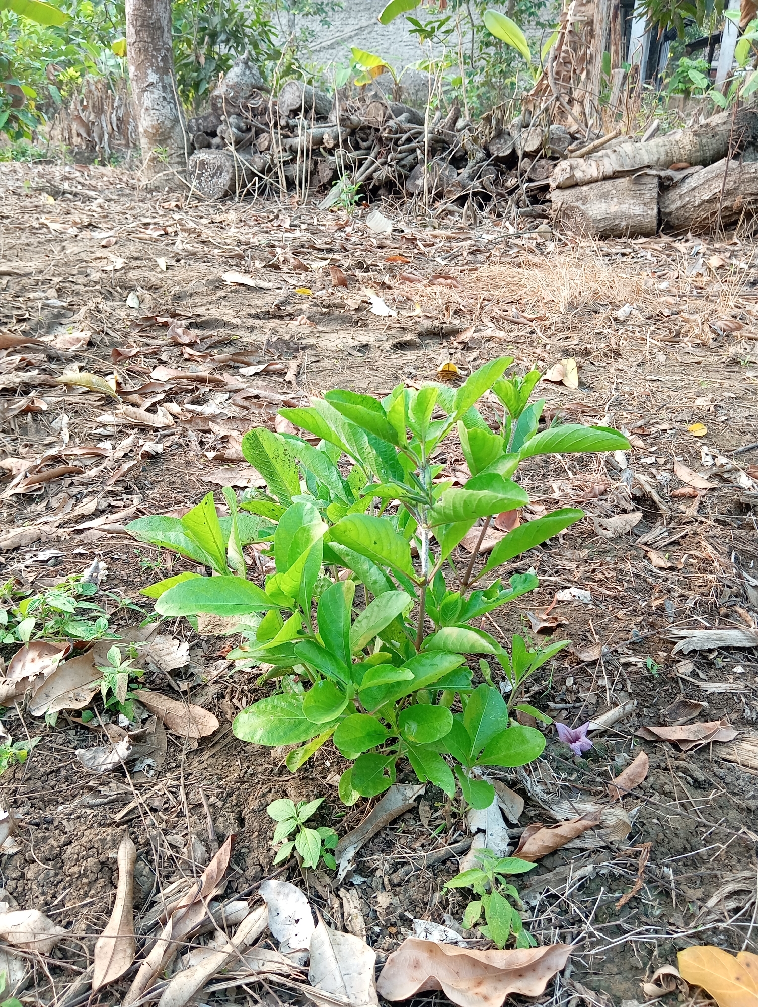 In Sudikampiran, Indonesia, a small, vibrant green plant with lush leaves stands in the center of the frame. It is surrounded by dry, brown leaves and twigs on the unpaved ground. In the background, a pile of logs and branches is visible, along with the trunks of trees and some green foliage. The scene is illuminated by natural light, suggesting an outdoor environment.