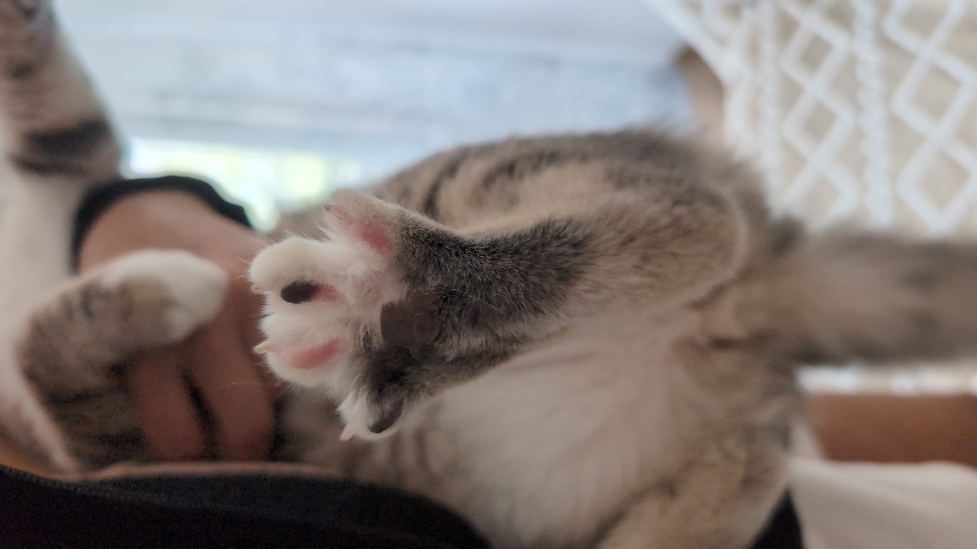 The image depicts a close-up, upward-angled view of a cat's left front paw pressed against a transparent surface, presumably glass, in Burgas, Bulgaria. The cat's paw exhibits pink toe pads and a larger dark-brown main paw pad, surrounded by soft white fur. Several short, sharp claws are visible, slightly extended from the pink pads. Immediately above the paw, the cat's leg is visible, covered in gray and white tabby-striped fur. A portion of the cat's white underside is also visible. To the left, a person's hand, partially obscured and wearing dark-colored clothing, is seen holding the cat.
The background is out of focus. In the upper left background, indistinct green foliage suggests an outdoor environment viewed through a window. To the right, a blurry white or cream-colored textured surface, possibly a blanket or quilt with a diamond pattern, is visible. The lighting is soft and appears natural.
