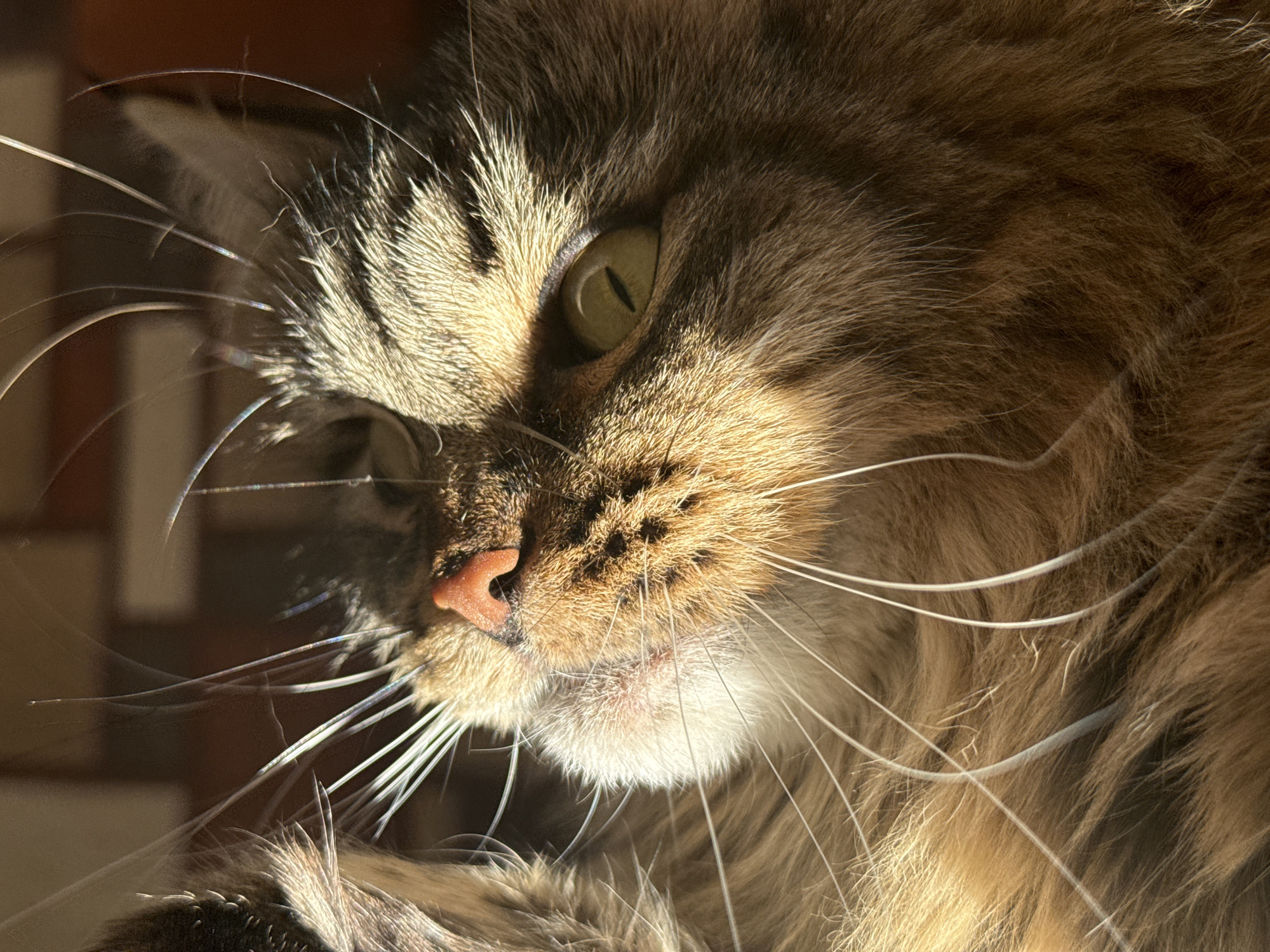 A close-up shot of a cat's face dominates the scene. The cat has brown and gray fur, with long white whiskers. Its nose is pink. One eye is visible and appears to be yellow-green. The lighting is strong, creating highlights and shadows across the cat's face. The background is blurred and indistinguishable. There is no information about the location being Izhevsk, Russia.