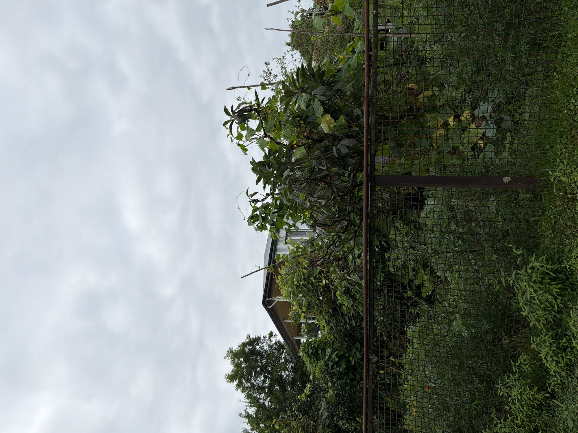 The image depicts a fenced yard with lush greenery in Kveda Sameba, Georgia. A rustic metal fence with a horizontal top bar runs across the foreground, partially obscuring a dense collection of plants. Behind the fence, a two-story building with a light-colored porch and a dark roof is visible through the foliage. Several trees and leafy plants, some with climbing vines and small yellow flowers, dominate the midground. The sky is overcast with light gray clouds. The scene suggests a residential area with an established garden.
