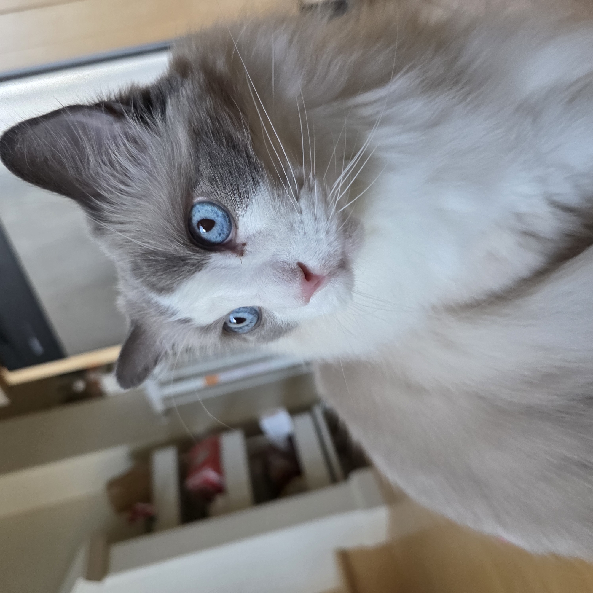 A close-up, slightly downward-facing, eye-level, medium shot captures a fluffy, grey and white cat with striking blue eyes. The cat is positioned in the foreground, its face filling a significant portion of the frame. The background is softly blurred, revealing elements of an indoor environment. To the left, a white shelving unit with several shelves is visible, containing indistinct items, some appearing to be in red packaging. Further back, a portion of a dark appliance, possibly a refrigerator or oven, is visible against a beige wall. The flooring appears to be light-colored wood. The overall lighting suggests an indoor setting, possibly a home in Portland, United States of America, with diffused natural light.