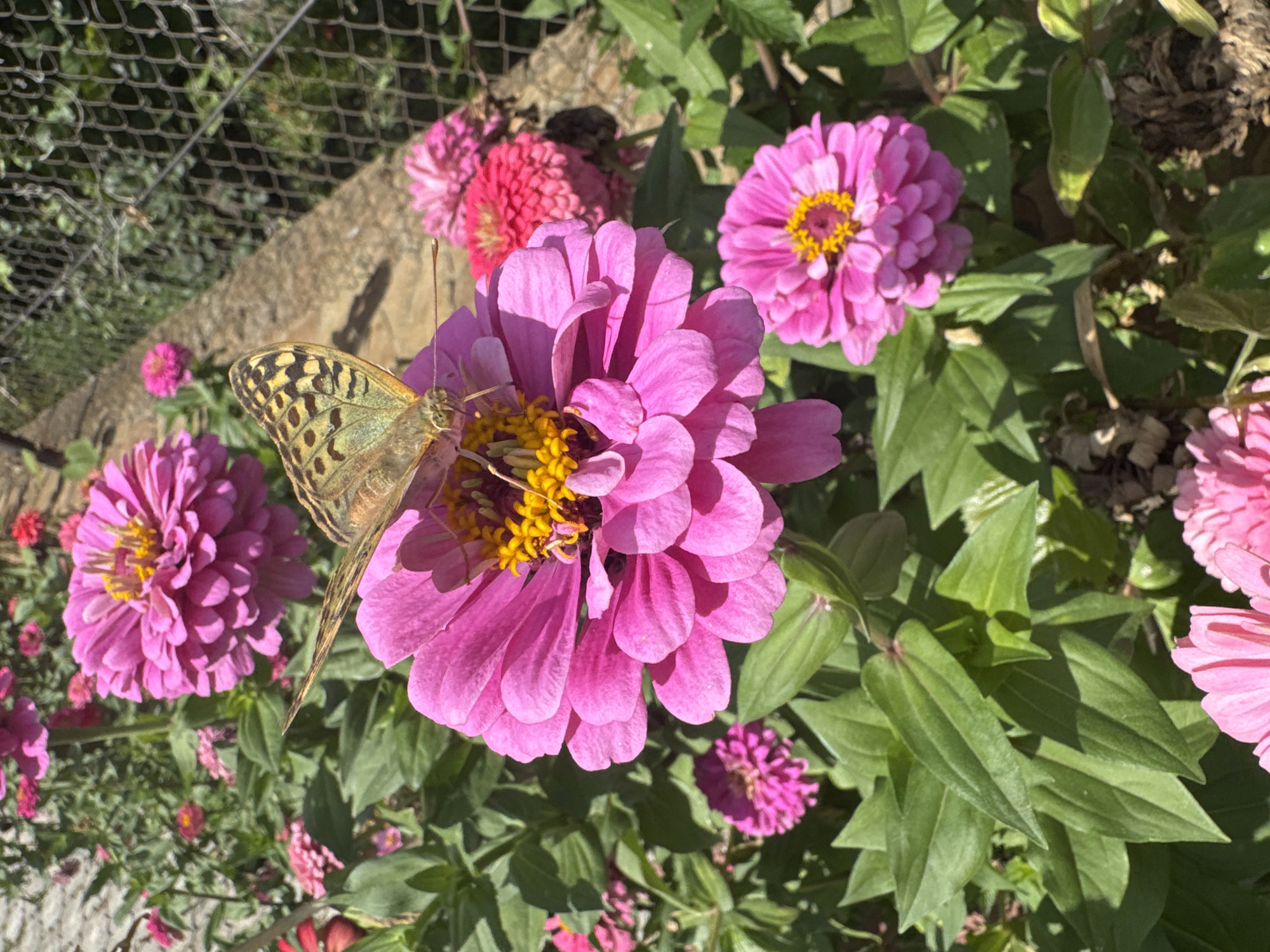 In Camenca, Moldova, a butterfly with patterned wings rests on a vibrant pink zinnia flower. The butterfly's wings display a mix of brown, black, and yellow markings. The zinnia, with its multiple layered petals and bright yellow center, is the primary focus. Several other pink zinnias and lush green foliage surround the main flower. In the background, a wire fence and a cobblestone path are visible, suggesting an outdoor garden or park setting. The sunlight illuminates the scene, casting shadows on the leaves and petals.
