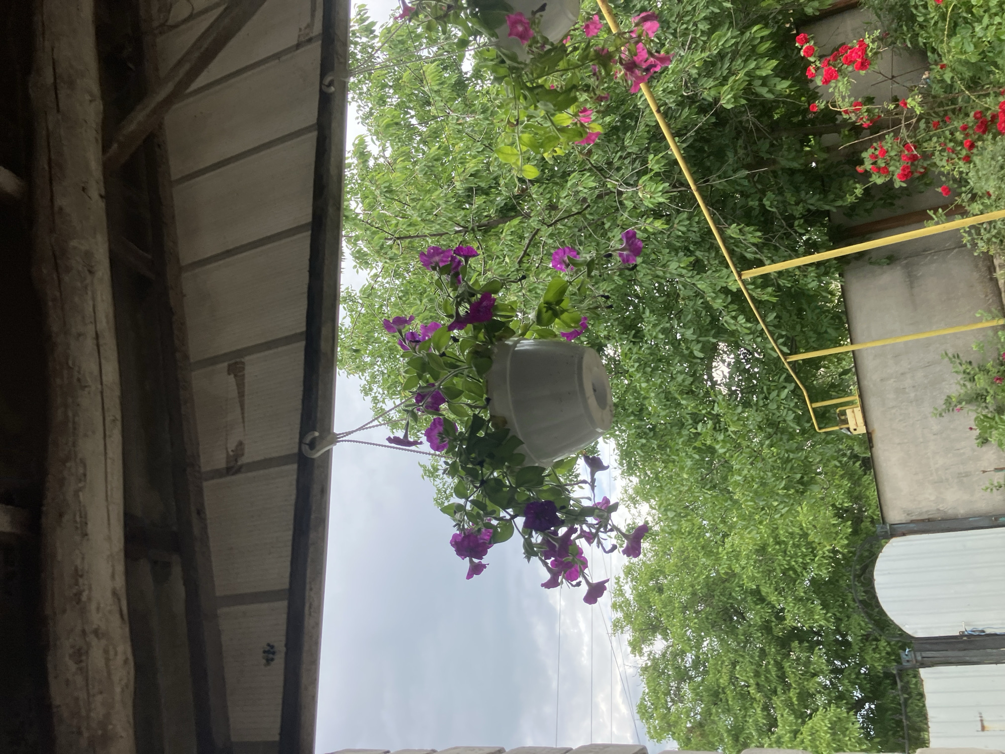This image depicts a hanging planter filled with vibrant purple petunias, suspended from the eaves of a wooden structure, likely a porch or pergola. The planter is light gray and positioned in the upper-middle section of the frame. Behind the planter, lush green trees dominate the background, their leaves creating a dense canopy. A thin yellow pole or railing runs horizontally across the lower half of the image, partially obscured by the foliage. In the far lower-right corner, a cluster of bright red roses adds a contrasting splash of color. To the left of the frame, a tall, pale gray wall topped with a white metal fence with an arched gate is visible. The sky is overcast and a pale gray, suggesting a cloudy day. The scene is set in a residential outdoor area, potentially a garden or backyard in Vovkivka, Ukraine. There are no people or animals visible in the image.