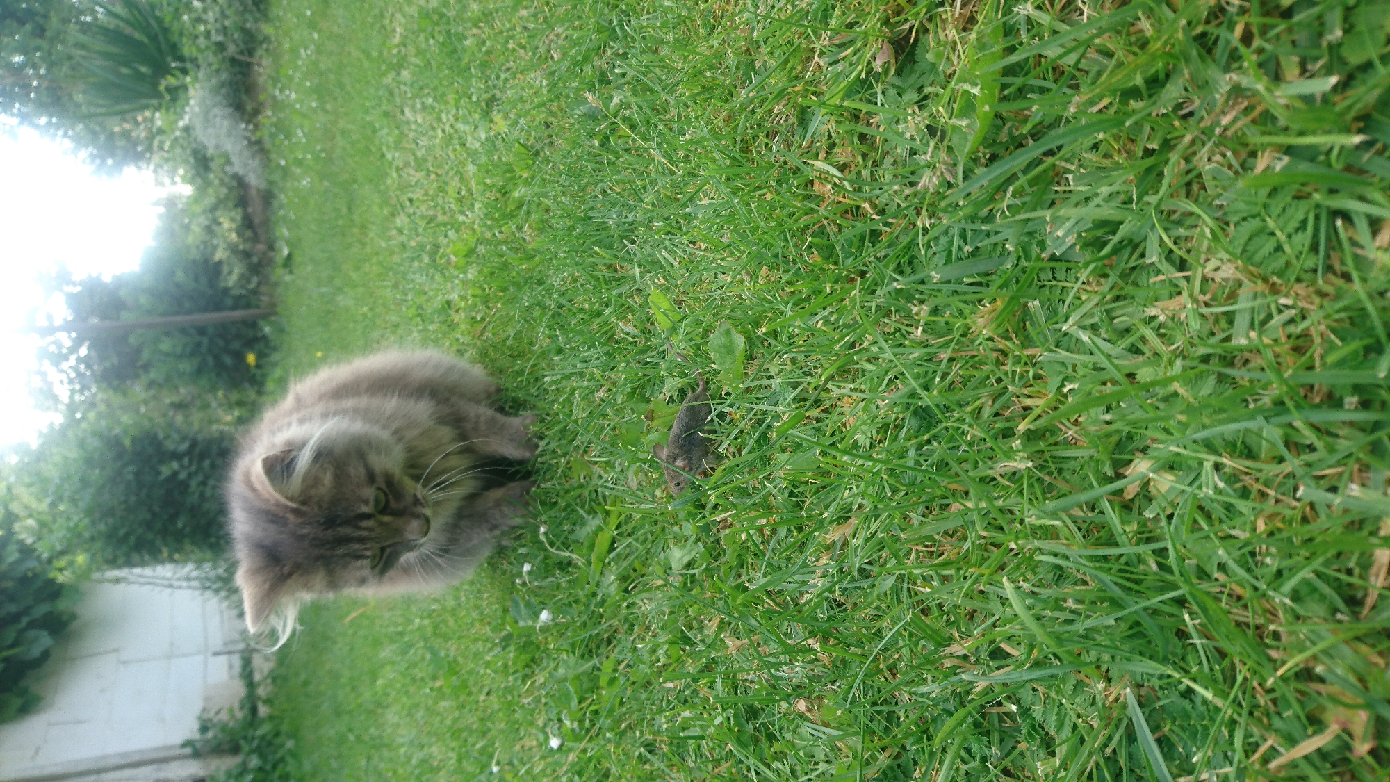 A fluffy, grey tabby cat crouches on vibrant green grass, its gaze fixed intently on a small, brown mouse positioned directly in front of it. The scene appears to be an outdoor backyard, possibly in Dvirets, Ukraine, given the lush vegetation and a white wall visible in the background, suggesting a domestic setting. The sunlight filters through the trees, creating a bright, slightly hazy atmosphere. The cat's ears are perked forward, and its body is tensed, indicating predatory focus. The mouse, small and still, lies on the grass, seemingly unaware or incapacitated. The surrounding grass is a mix of green blades with some dry patches and scattered small white flowers. The overall environment is that of a typical summer day in a garden.