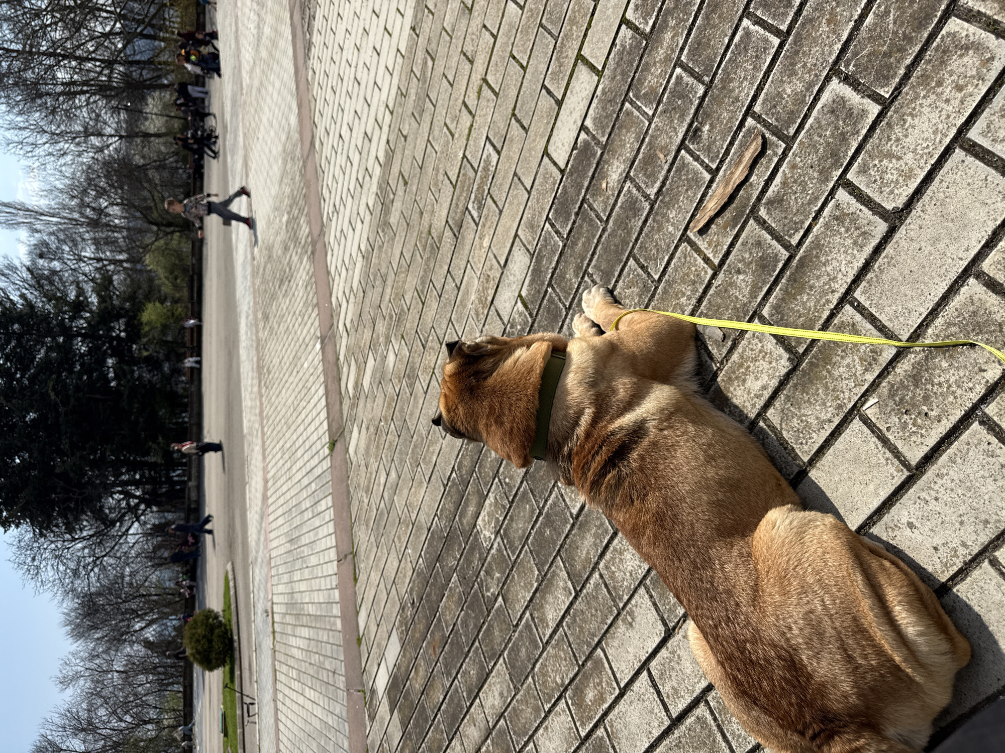 A dog with a yellow leash lies on a brick paved area. There are people and trees in the background. This location is in Varna, Bulgaria.