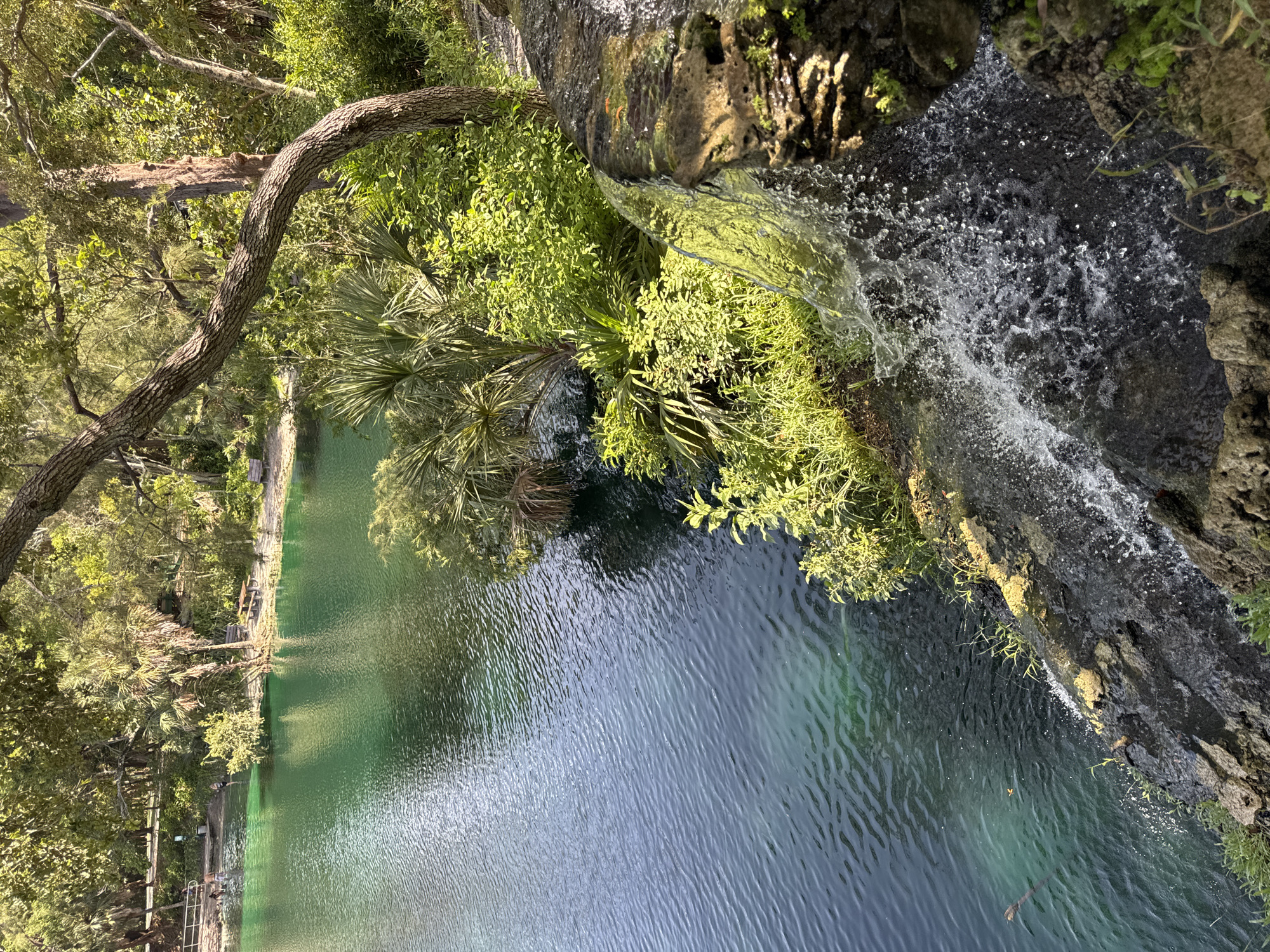 This image captures a natural spring pool in a park setting, likely within the city of Fort Lauderdale, Florida, United States. A small waterfall cascades over a rocky ledge into the crystal-clear turquoise water. Lush green vegetation, including palm trees and various bushes, surrounds the pool, creating a vibrant and natural environment. Sunlight filters through the trees, casting dappled light on the water and vegetation. In the background, near the edge of the pool, a few people can be seen enjoying the water, with a picnic table and benches suggesting recreational use of the park. The water's transparency allows for a view of the sandy bottom in some areas. The overall scene conveys a sense of natural beauty and relaxation.