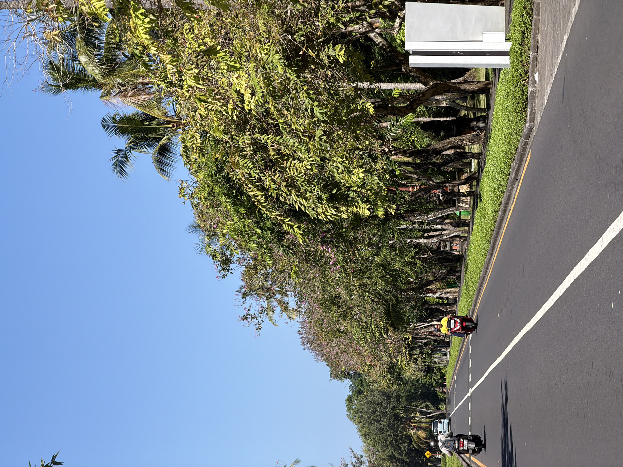 The image depicts a street scene in Kuta Selatan, Indonesia, under a clear blue sky. A two-lane asphalt road runs diagonally from the bottom left to the upper right of the frame. White and yellow lines mark the lanes.
On the left side of the road, a person wearing a white helmet and a backpack rides a dark-colored scooter away from the viewer. Further up the road, a white van is visible.
On the right side of the road, a person wearing a yellow shirt and dark pants rides a red scooter towards the viewer.
The road is lined with a neatly manicured hedge of green bushes. Behind the hedge, a row of trees with lush green foliage and some flowering trees with pink blossoms creates a natural barrier. Palm trees are also interspersed among the other trees. The trees appear to be healthy and well-maintained.
To the far right of the image, there is a large, rectangular white structure, possibly a sign or a pillar, with a dark vertical element on its left side. The ground appears to be paved with concrete and stones near the white structure. The overall environment suggests a well-developed urban area with significant greenery.