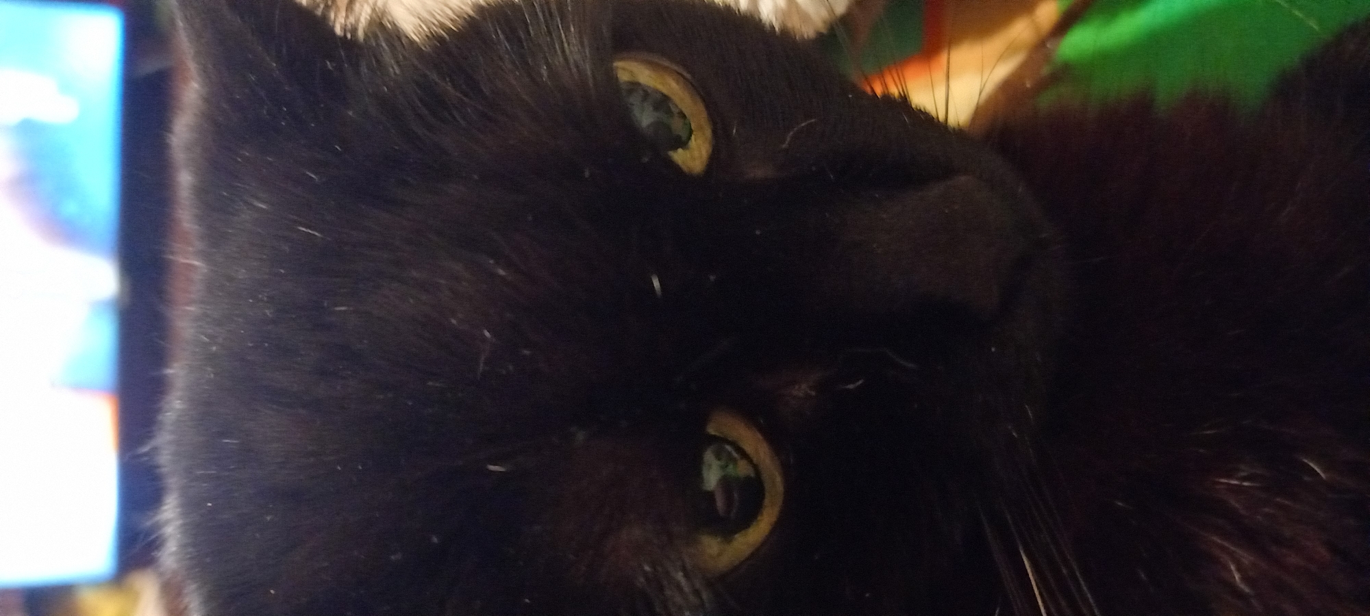 The scene is situated in Kryvyi Rih, Ukraine, and depicts a close-up, head-on view of a black cat positioned indoors. The cat's fur is uniformly black with sparse visible white or light-colored specks, possibly dander or individual hairs, particularly noticeable on its head and muzzle. Its eyes exhibit yellow-gold irises with vertically constricted pupils, reflecting bright, indistinct shapes from the environment, including what appears to be a television screen. A dark nose and several pale whiskers are faintly visible on the left side of its face. The background, above the cat's head, is a blurred light source, consistent with a television screen displaying bright, colorful content, predominantly white, blue, and orange hues. The immediate foreground and sides of the image show indistinct, blurry areas of color, including green, orange, and tan, suggesting soft fabric or an object the cat is resting upon or against. The lighting is moderate, with reflections indicating a direct light source in front of the cat.