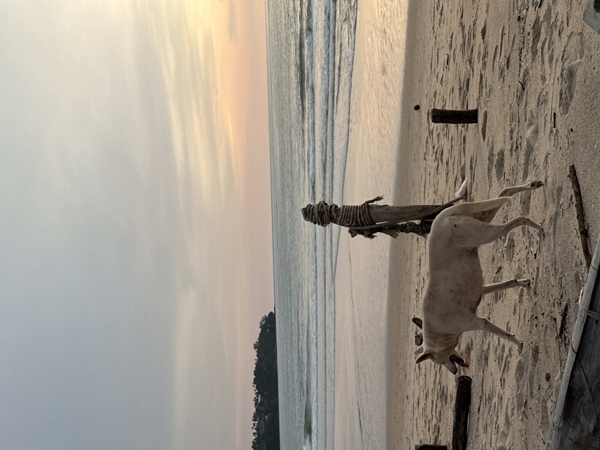 A light-colored dog with its tongue out walks on a sandy beach in Choeng Thale, Thailand. The dog is in profile, facing left, with its tail held low. The beach is covered in sand and scattered with driftwood and other debris. In the background, the ocean stretches to the horizon, with gentle waves rolling onto the shore. A faint green wave is visible in the middle distance. A wooded headland with buildings is visible in the far background on the left. A wooden post wrapped in rope stands in the middle ground, and another smaller wooden post is visible further back on the right. The sky is overcast with pale pink and orange hues suggesting either sunrise or sunset.