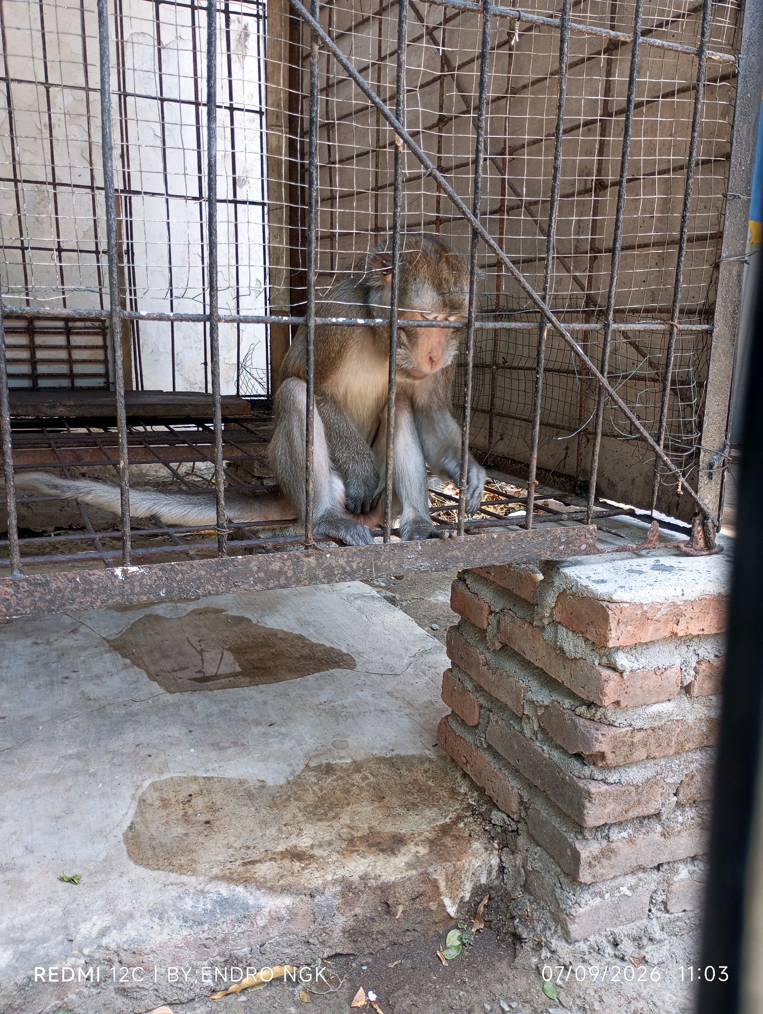 A monkey is sitting inside a rusty metal cage. The cage has a wire mesh back and bars in the front and sides. The monkey is facing towards the right and appears to be resting its head on its hands. It has light brown fur and gray limbs. The ground inside the cage is made of metal grating, and beneath it, concrete is visible. Outside the cage, to the right, is a stack of red bricks. The concrete floor in front of the cage has several wet patches. In the background, the wall is a light color and appears to have peeling paint. The overall environment suggests an outdoor enclosure, possibly in an urban setting. The timestamp in the lower right corner indicates the image was taken on September 7, 2026, at 11:03 AM. The text in the lower left corner reads "REDMI 12C | BY. ENDRO NGK". This information, combined with the commonality of such enclosures in less developed areas of Southeast Asia, suggests the location is likely Nganjuk, Indonesia, a city where Redmi phones are commonly used and where such animal enclosures might be found.